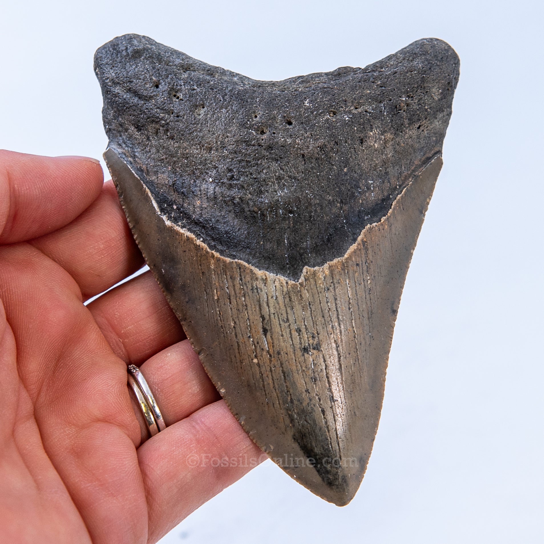 NC Megalodon 4.40"