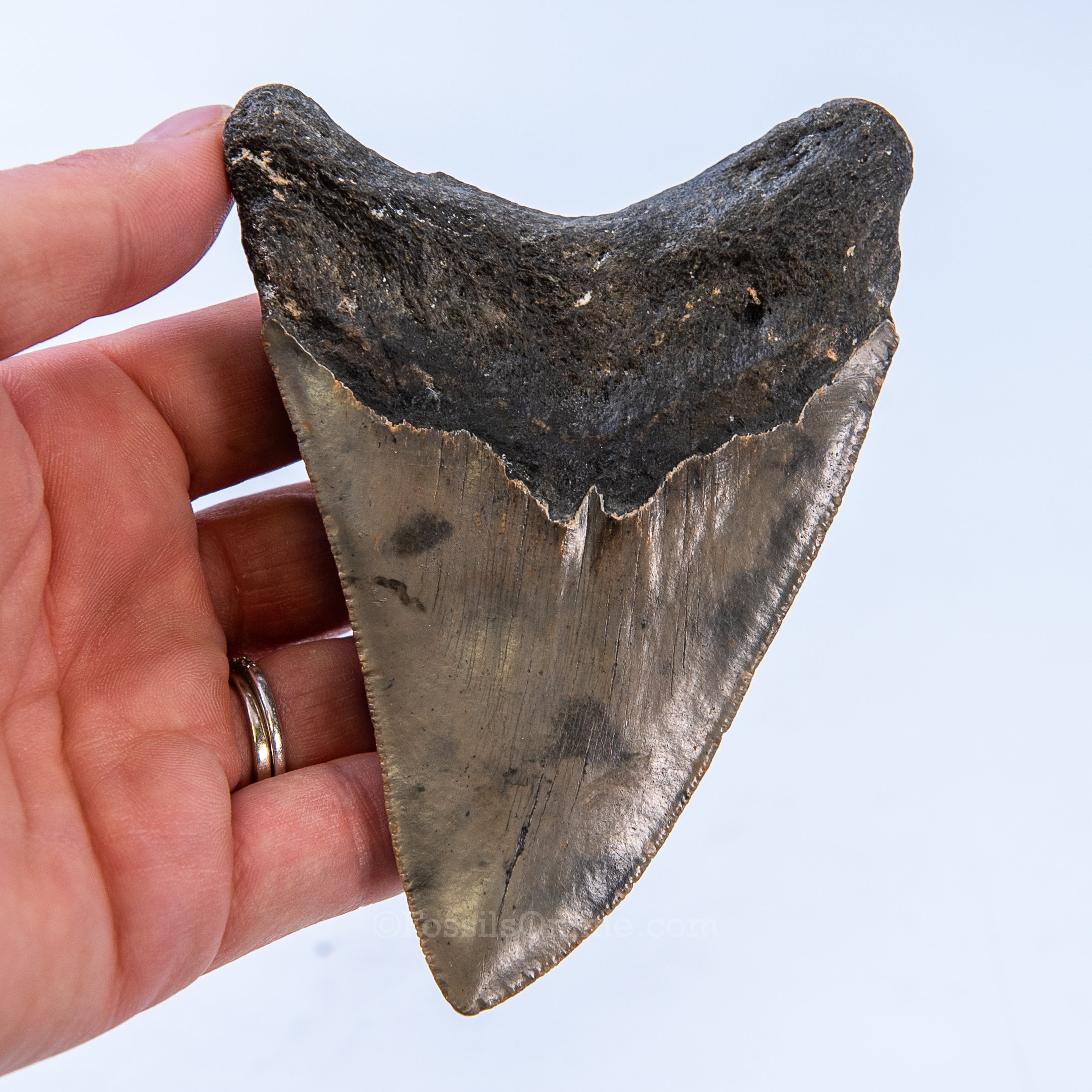 NC Megalodon 4.40"