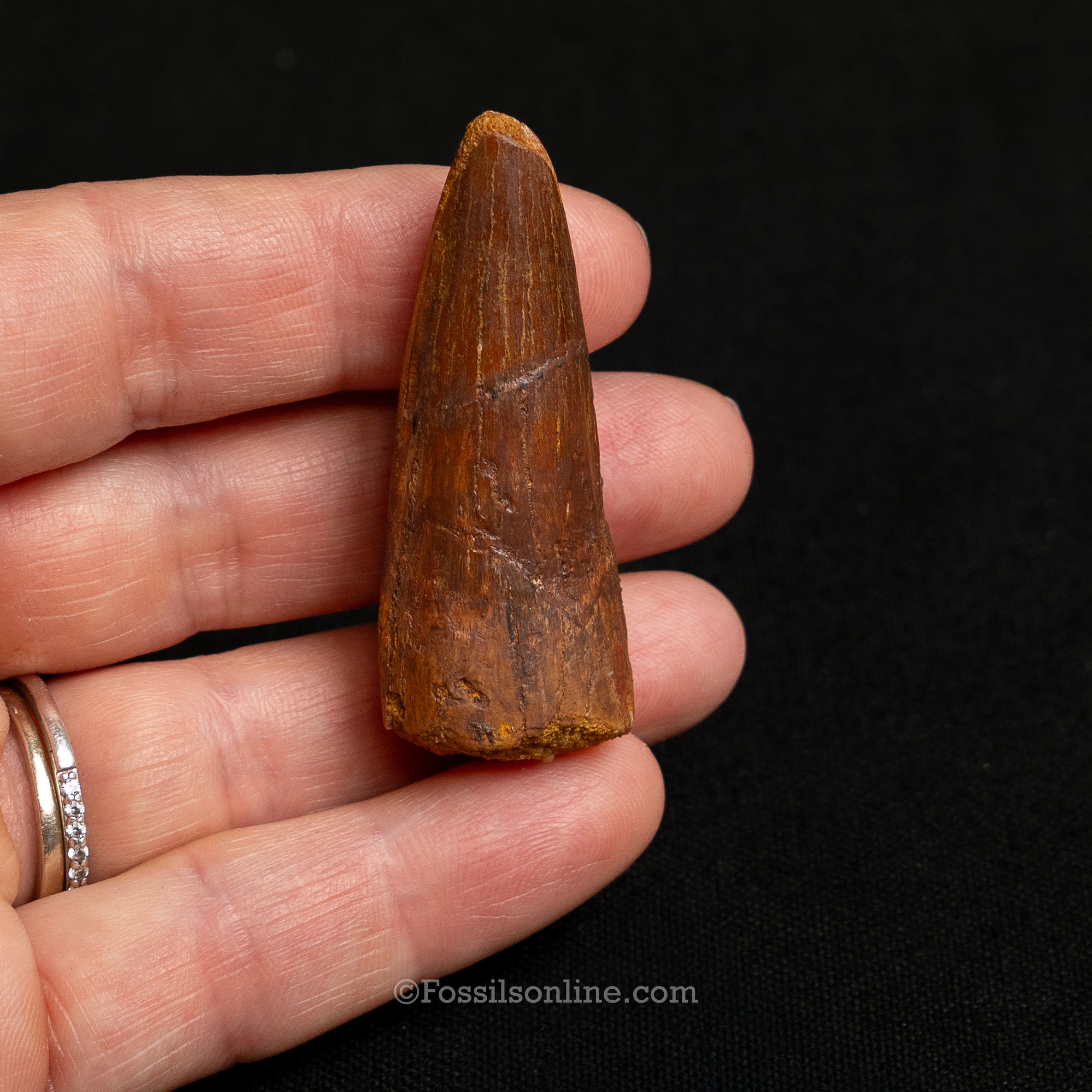 Premium Spinosaurus Dinosaur Tooth Sm Case