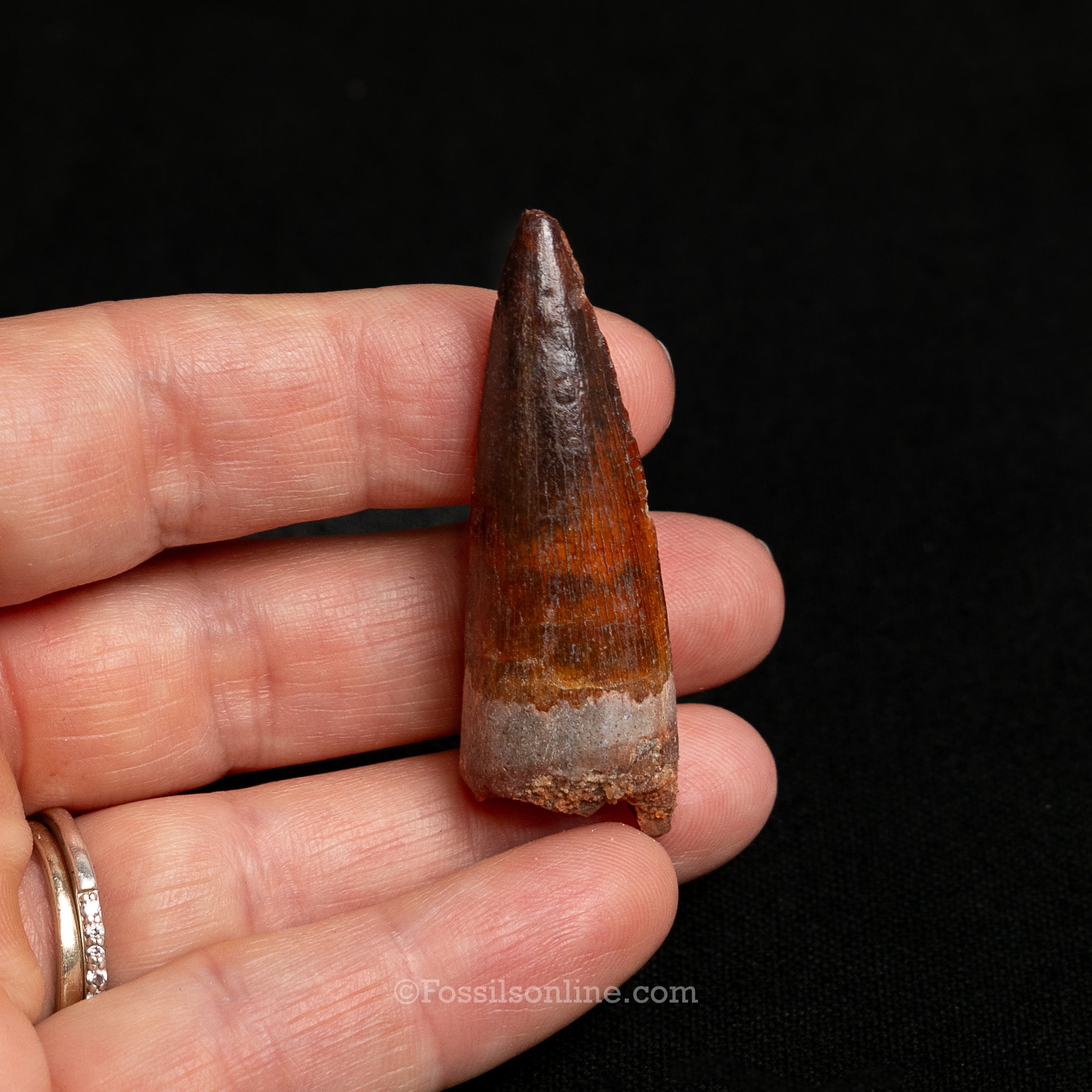Premium Spinosaurus Dinosaur Tooth Sm Case