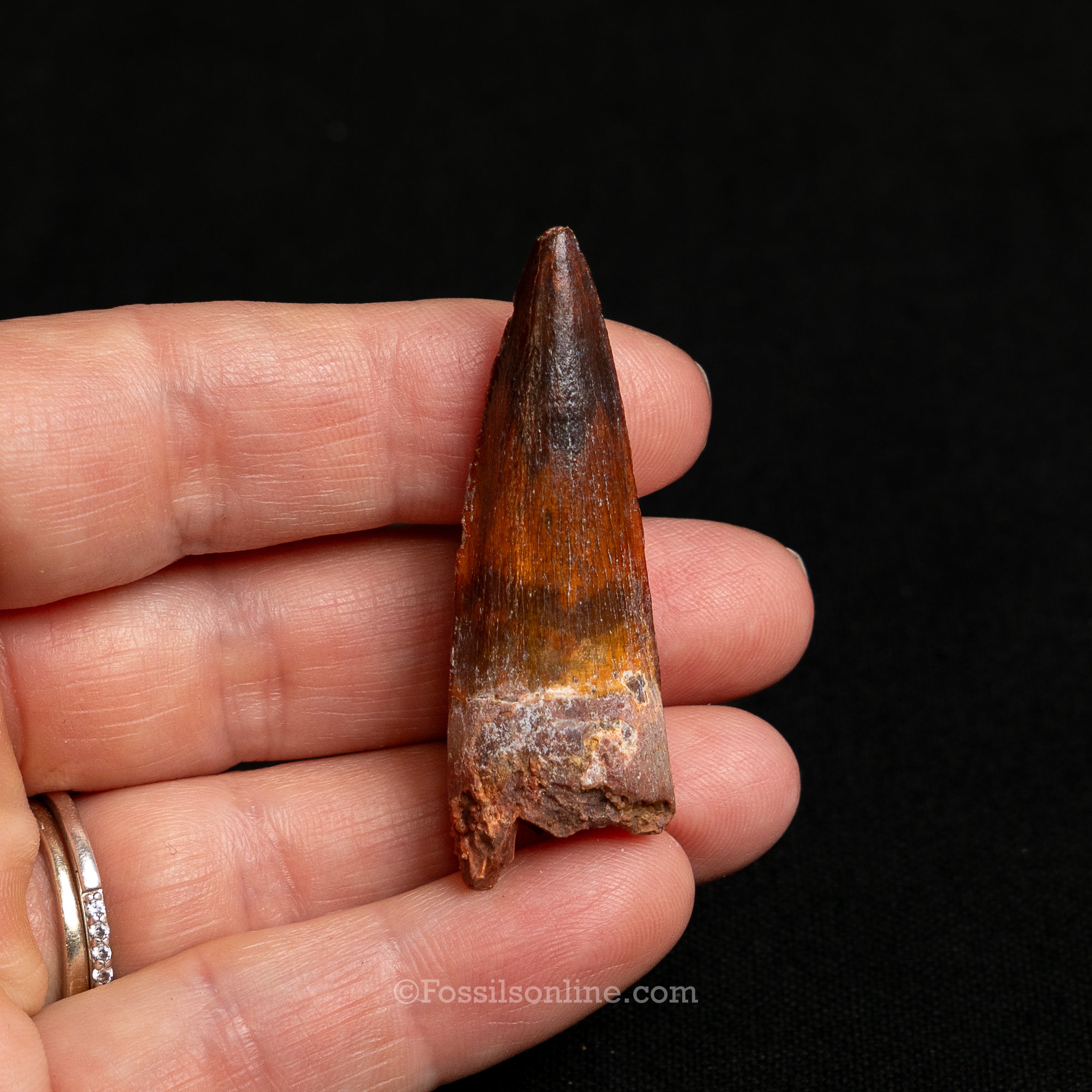 Premium Spinosaurus Dinosaur Tooth Sm Case