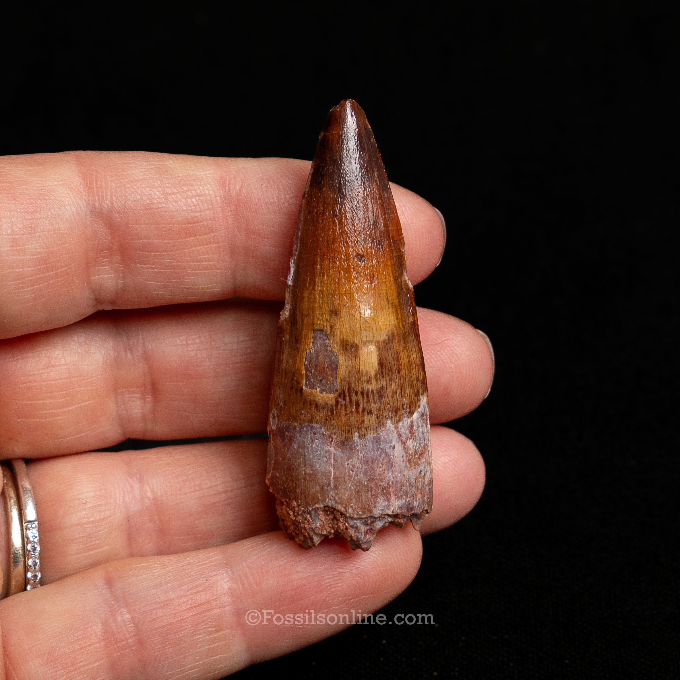Premium Spinosaurus Dinosaur Tooth Sm Case