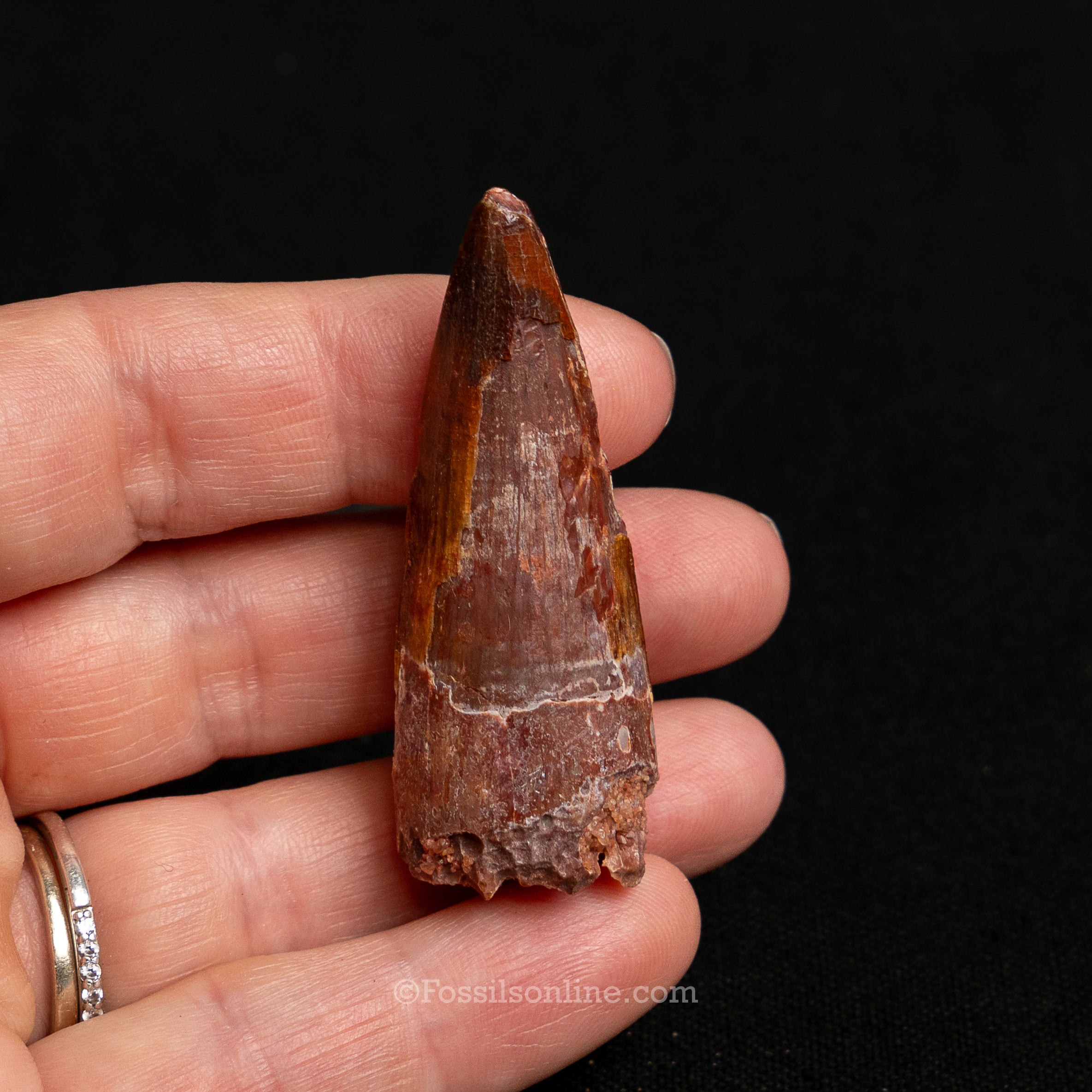 Premium Spinosaurus Dinosaur Tooth Sm Case