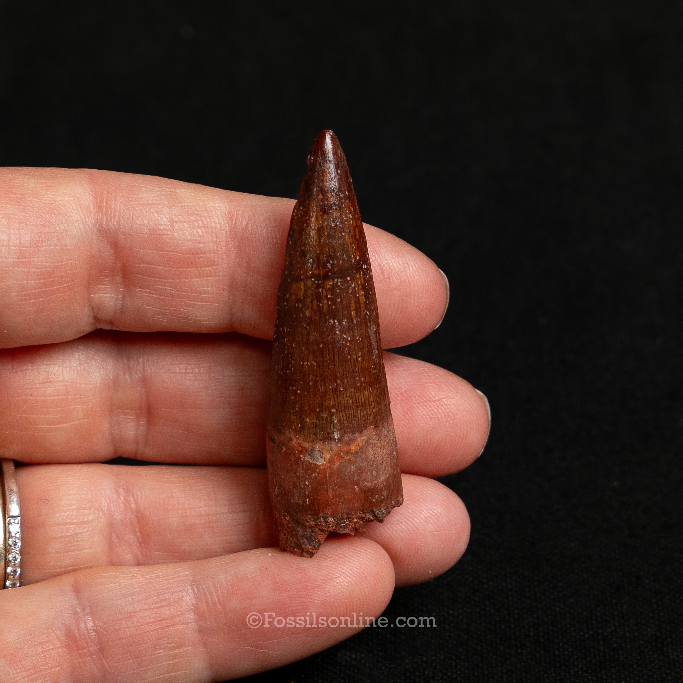 Premium Spinosaurus Dinosaur Tooth Sm Case