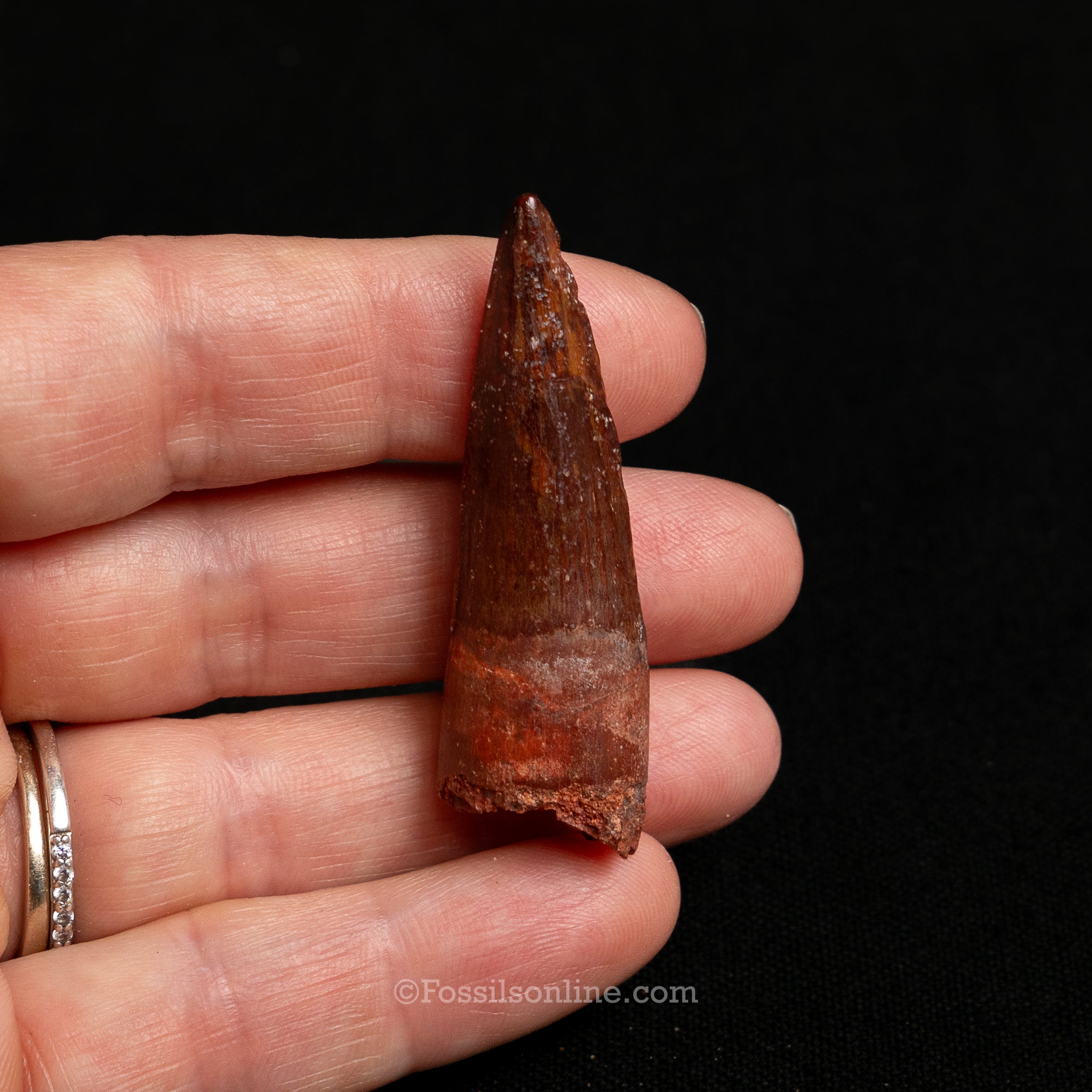 Premium Spinosaurus Dinosaur Tooth Sm Case