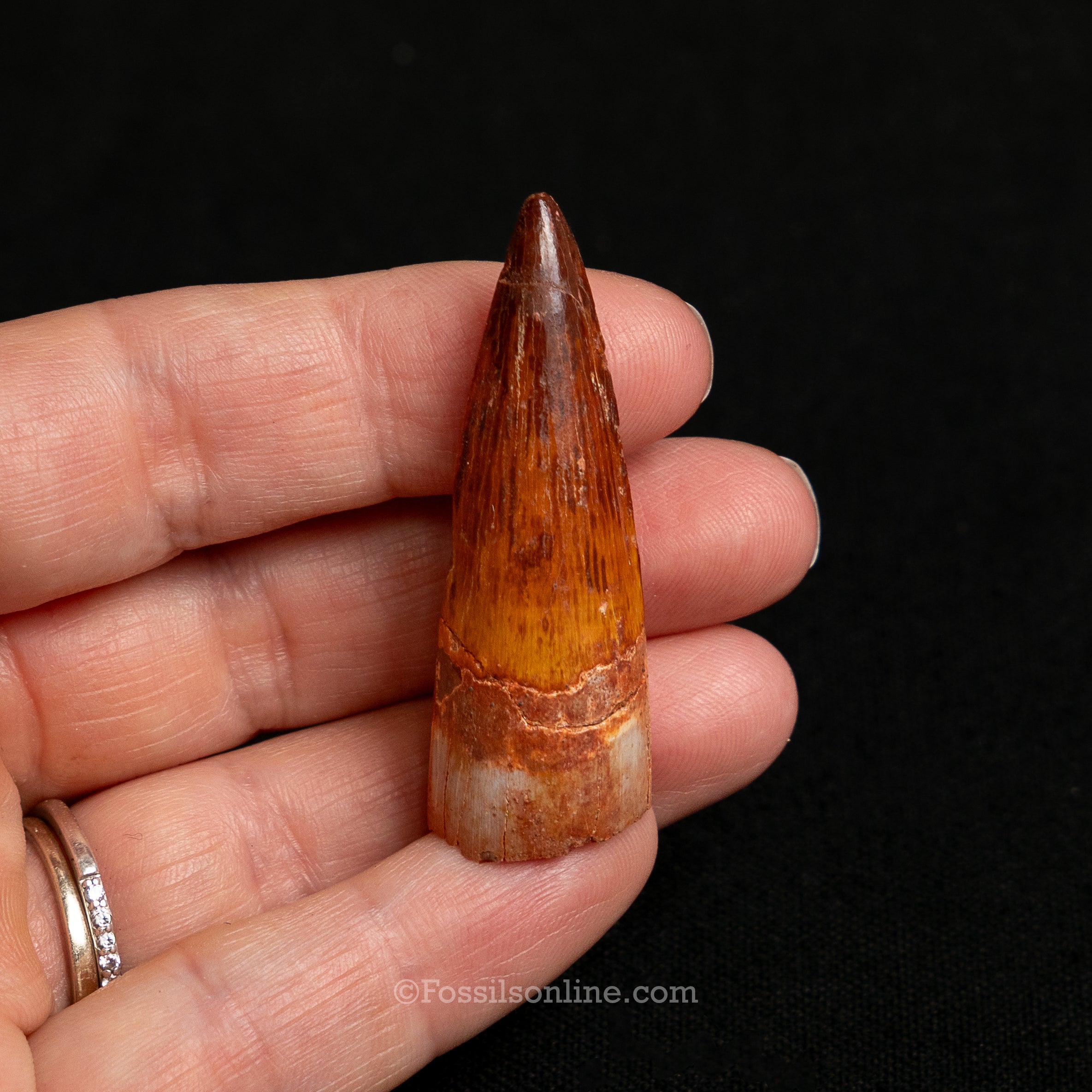 Premium Spinosaurus Dinosaur Tooth Sm Case