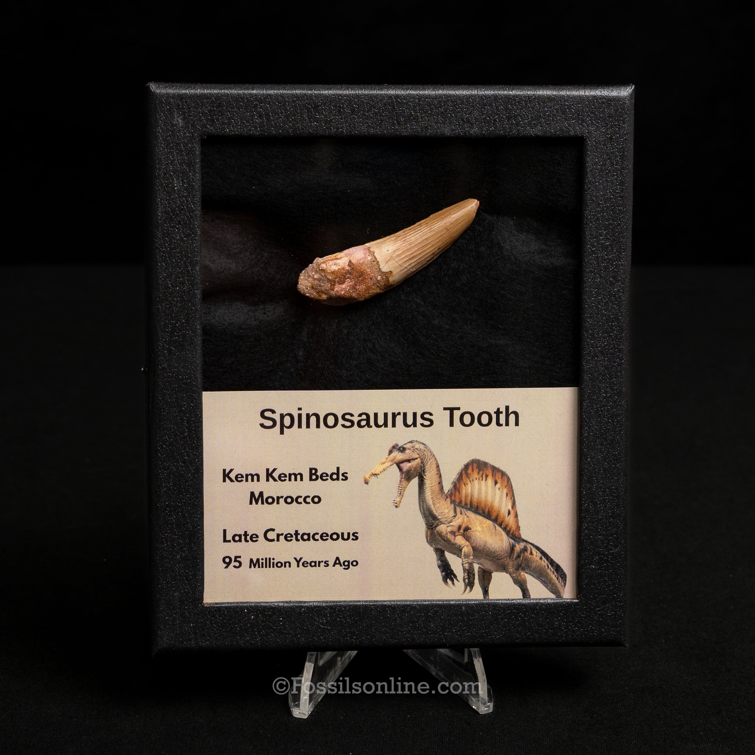 Spinosaurus Dinosaur Tooth Med Case