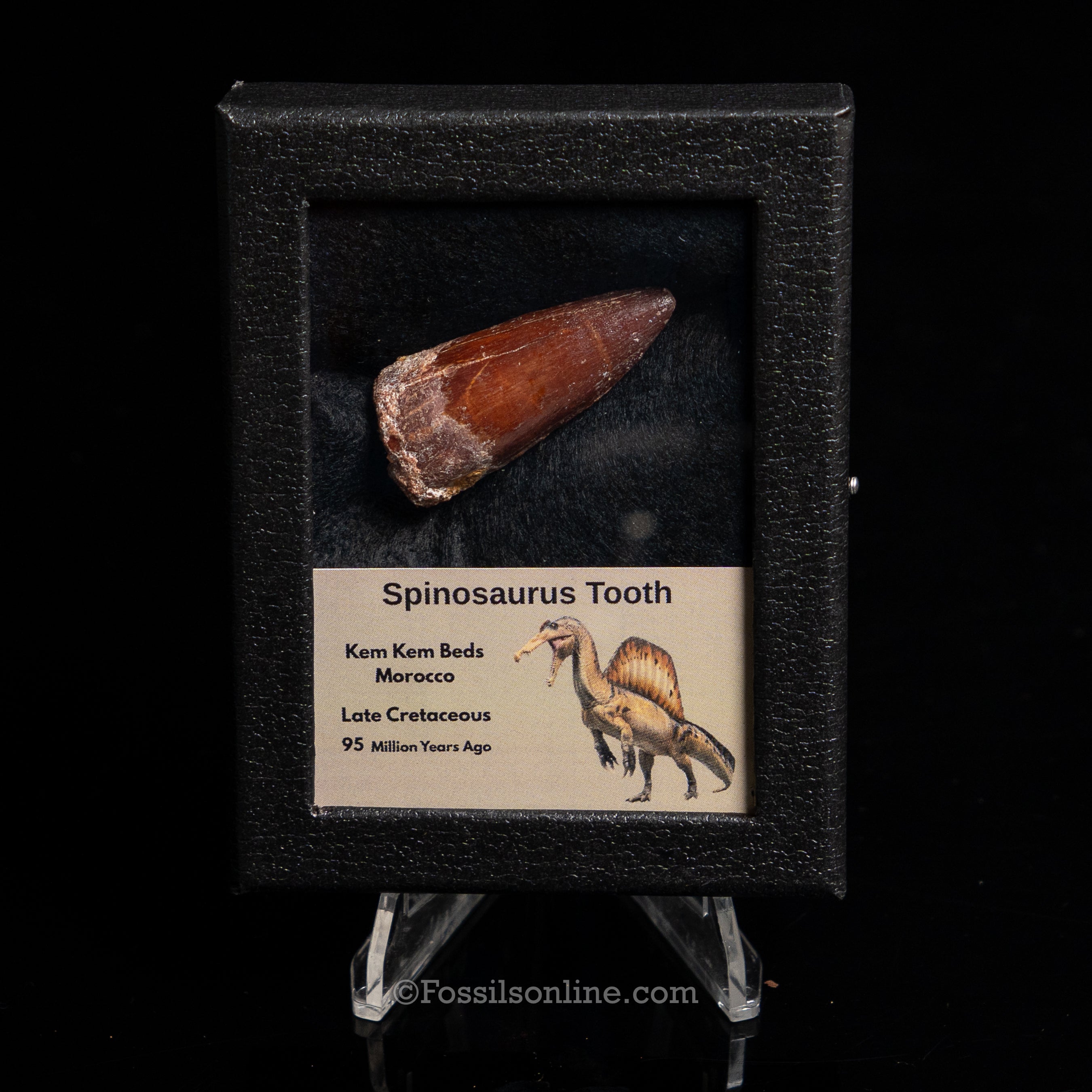 Choice Spinosaurus Dinosaur Tooth Sm Case