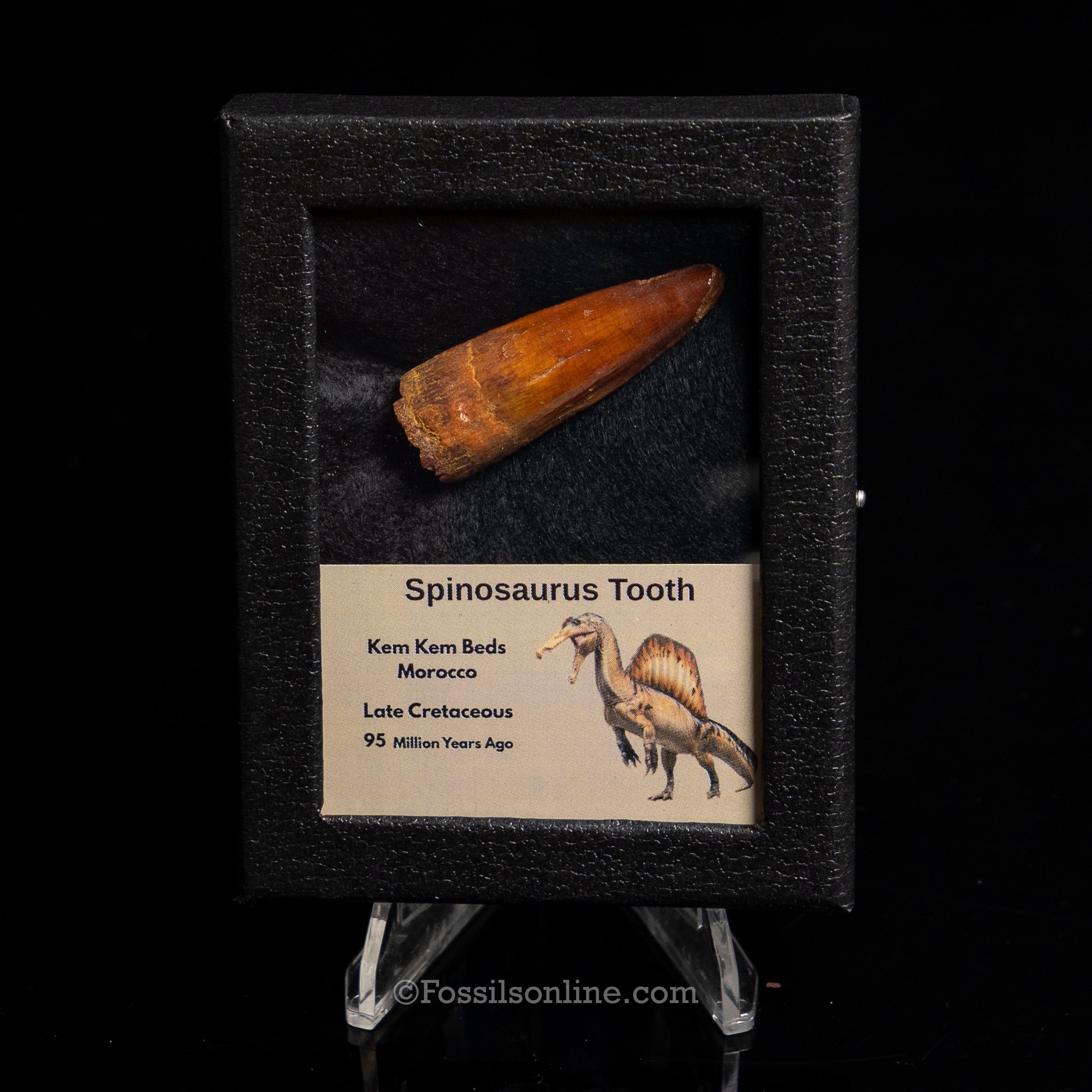 Choice Spinosaurus Dinosaur Tooth Sm Case