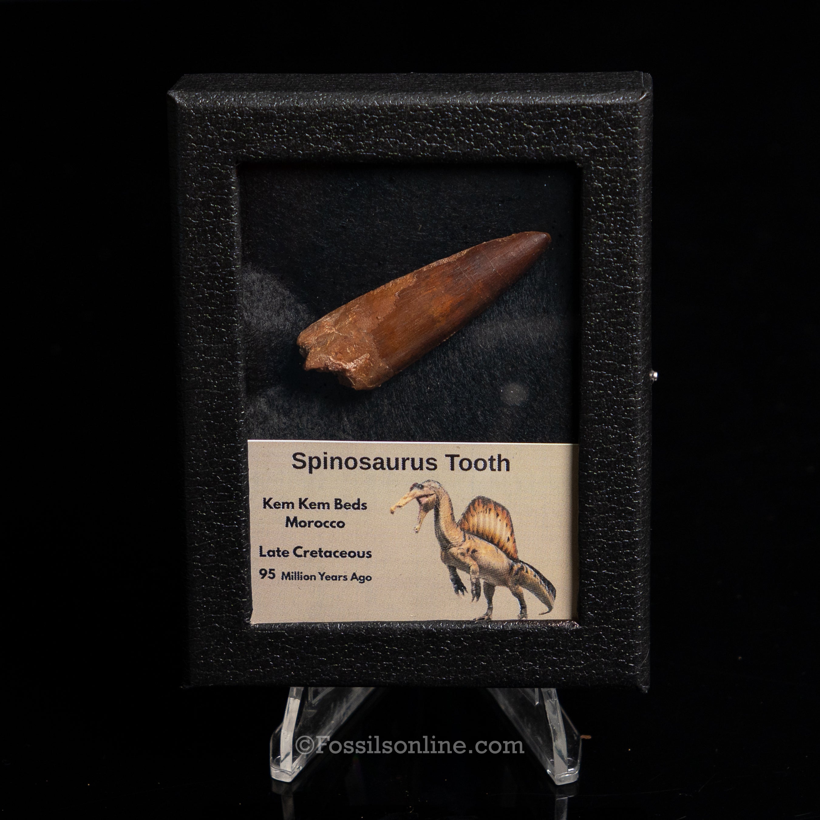 Choice Spinosaurus Dinosaur Tooth Sm Case