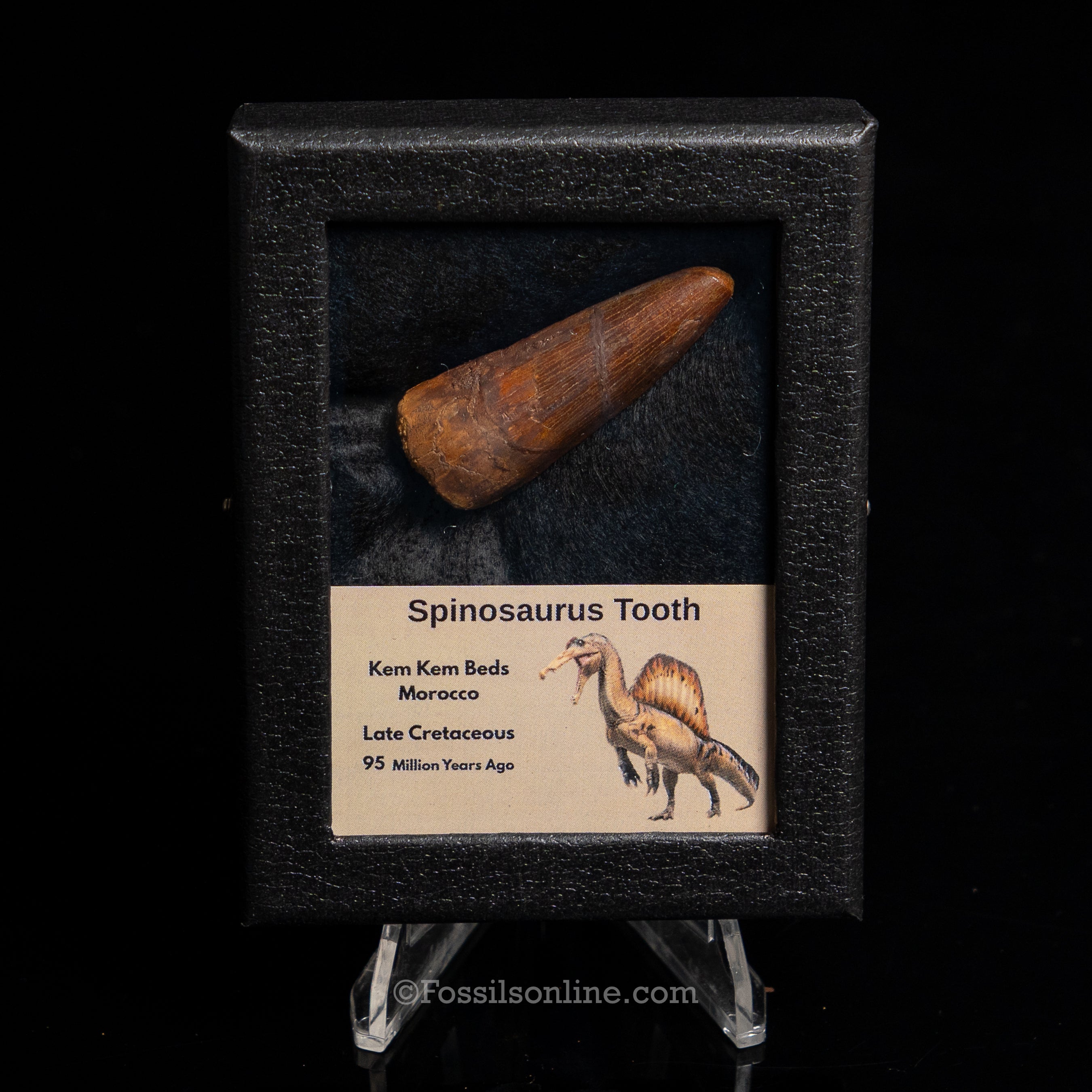 Premium Spinosaurus Dinosaur Tooth Sm Case