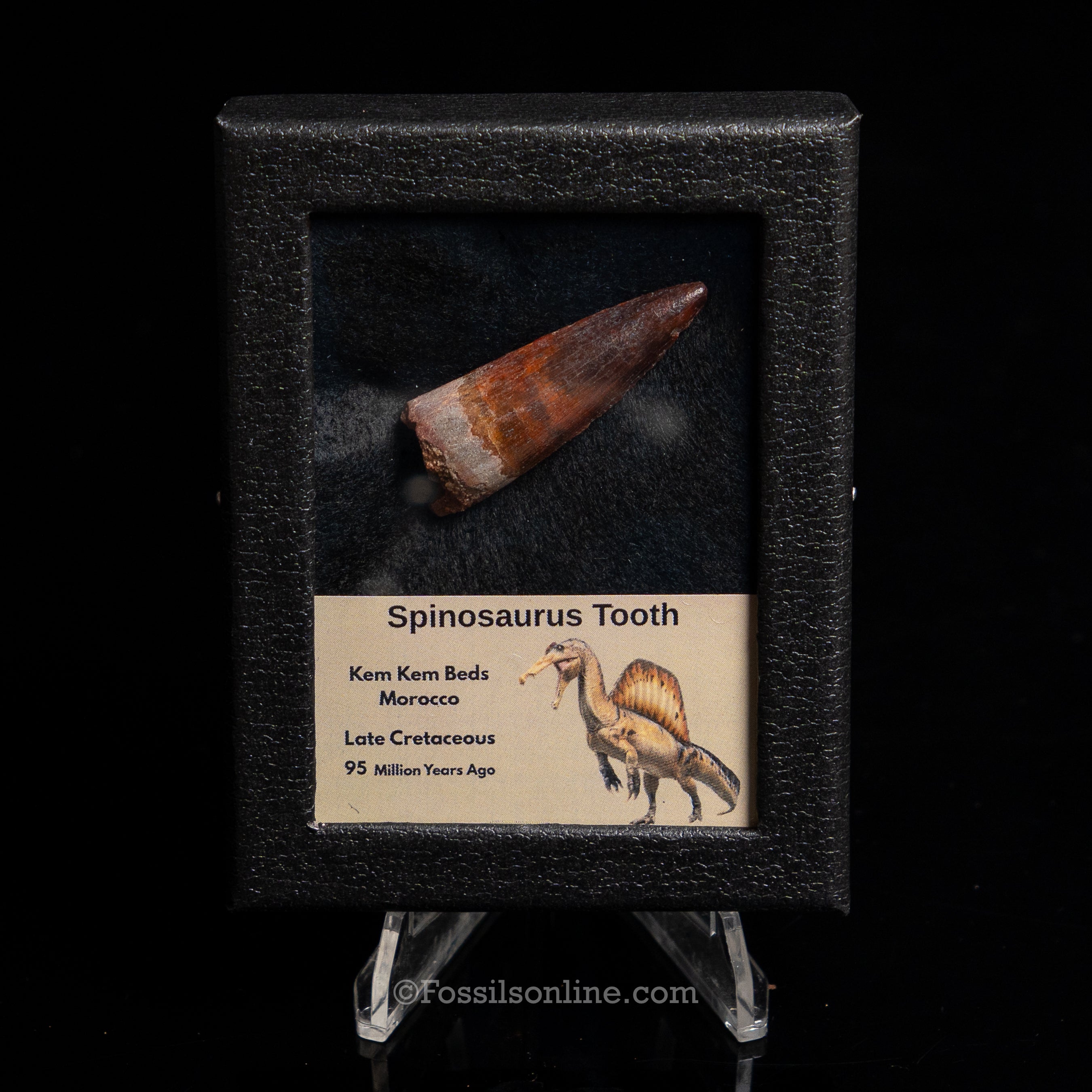 Premium Spinosaurus Dinosaur Tooth Sm Case