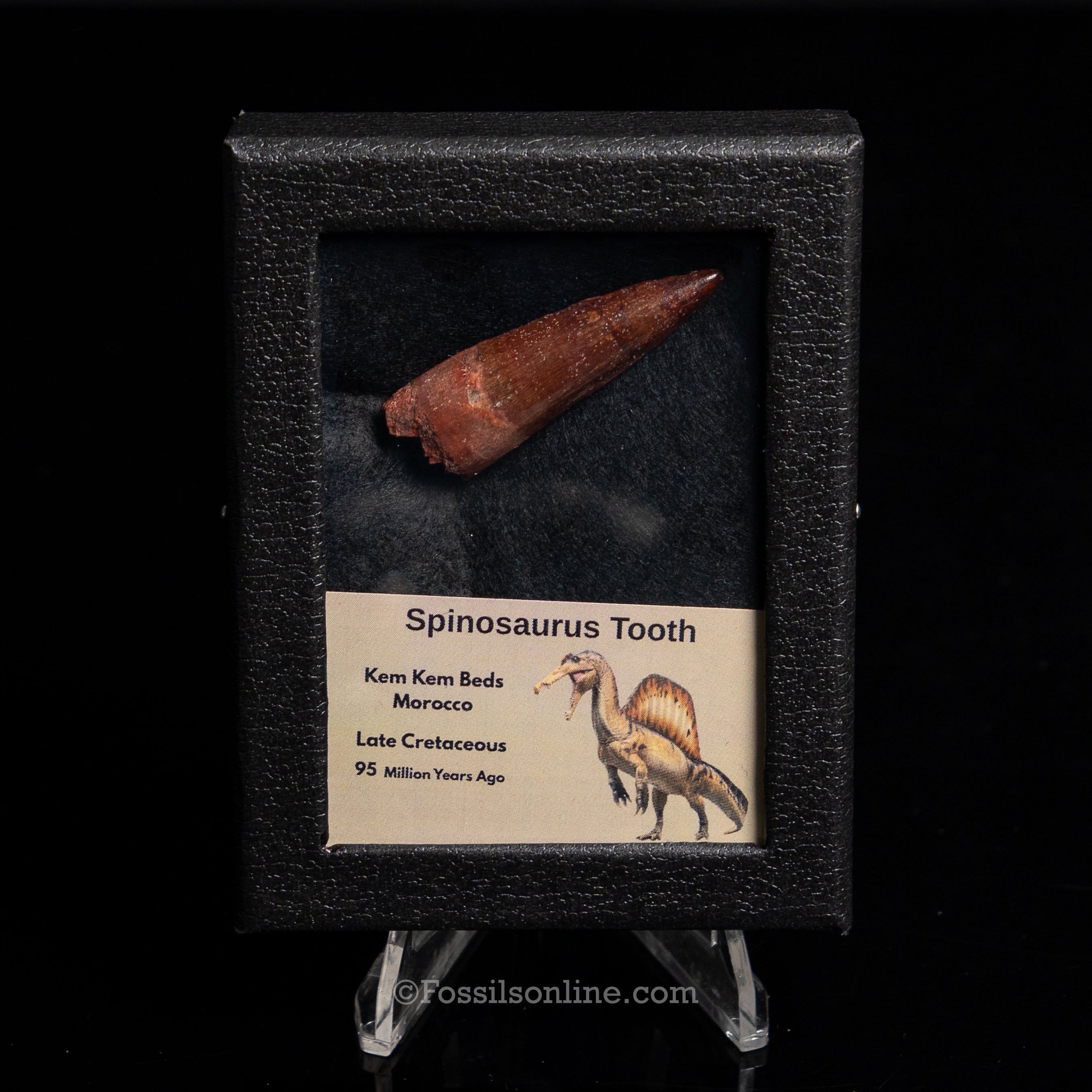 Premium Spinosaurus Dinosaur Tooth Sm Case