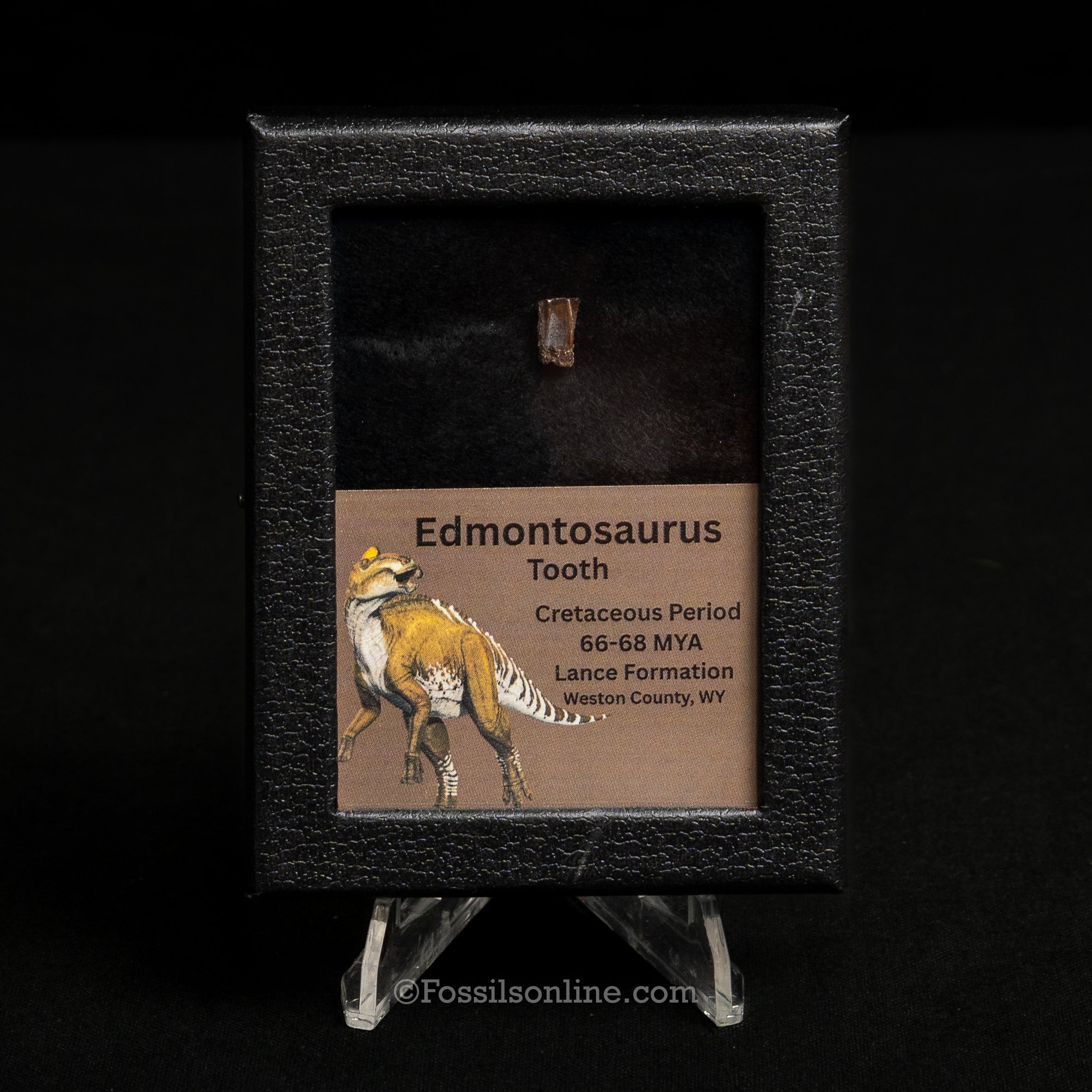 Edmontosaurus Tooth Sm Case
