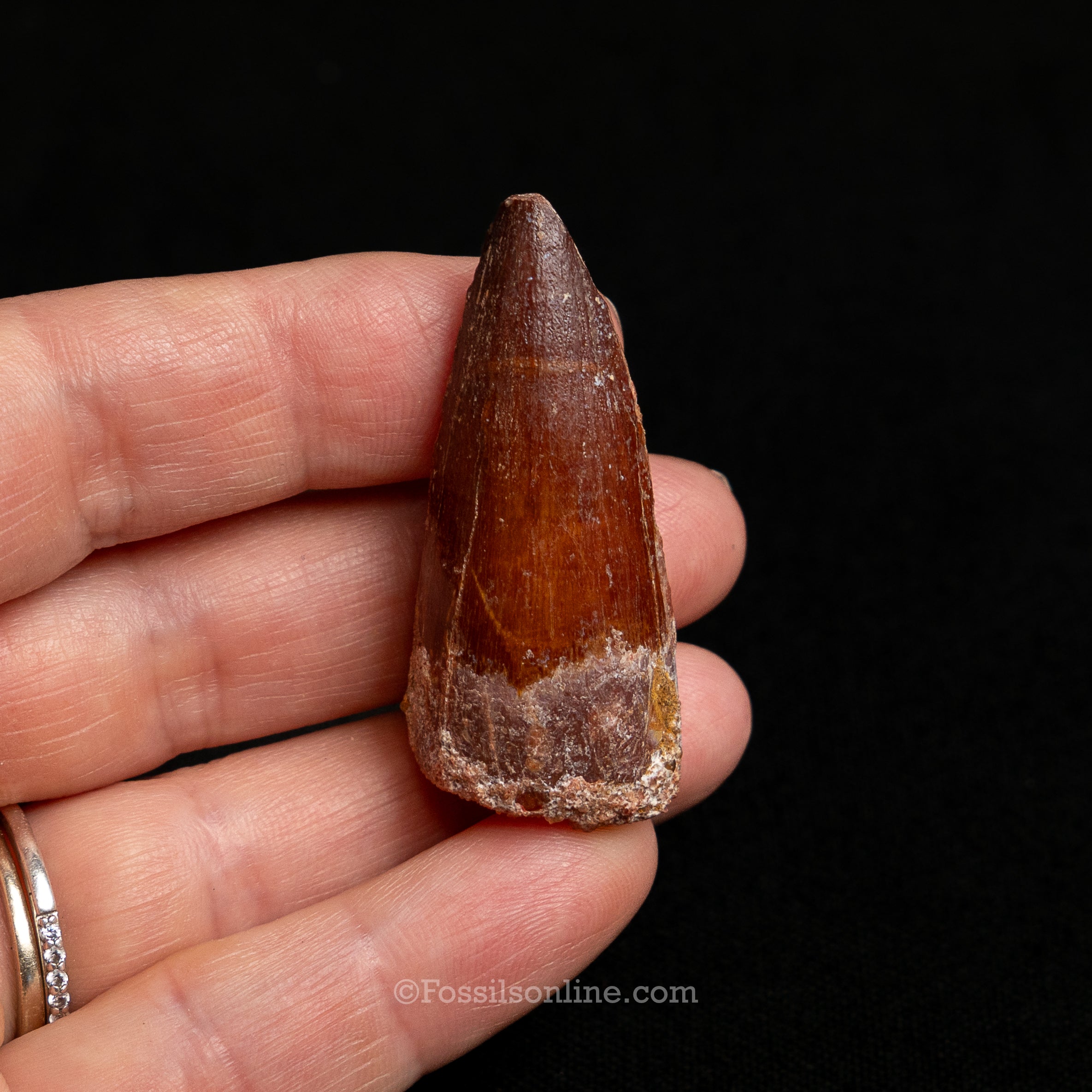 Choice Spinosaurus Dinosaur Tooth Sm Case