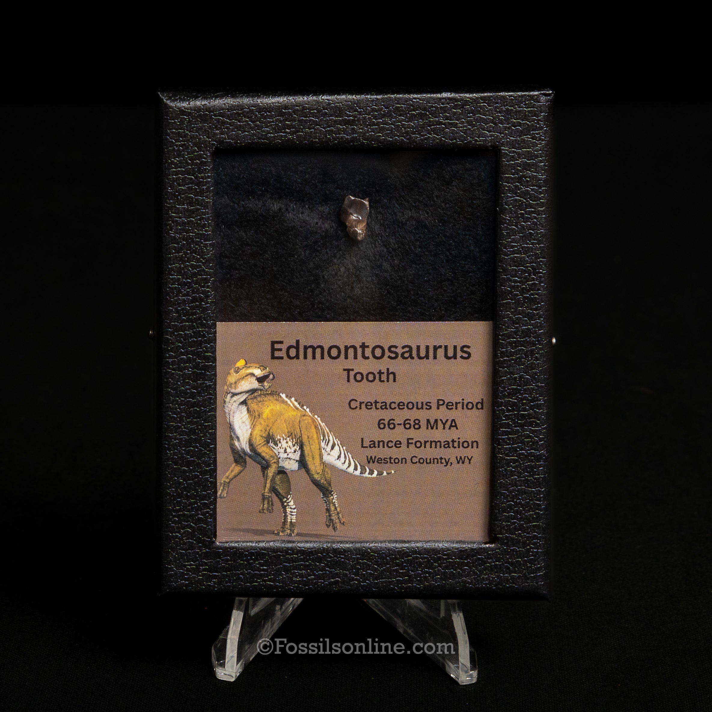 Edmontosaurus Tooth Sm Case