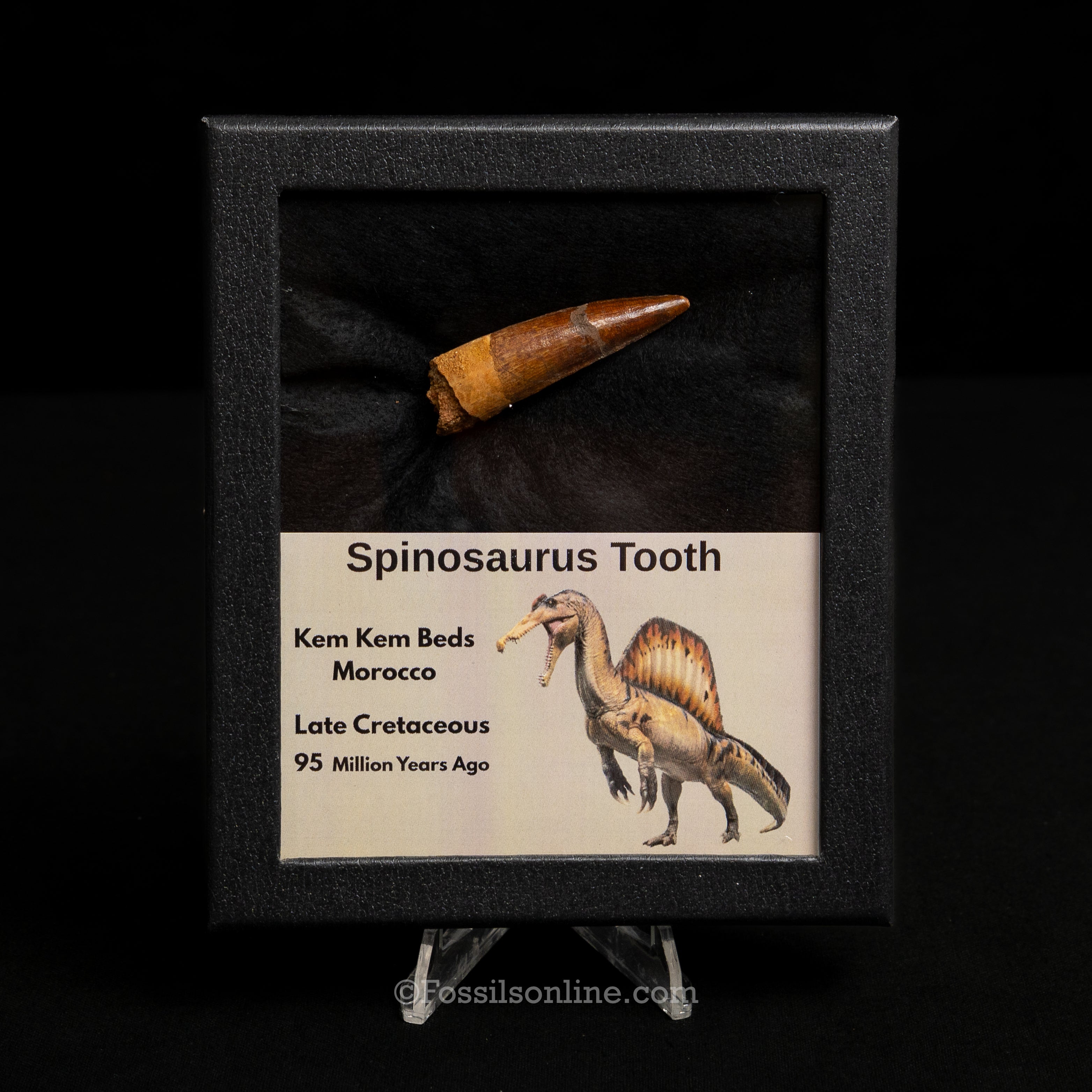 Spinosaurus Dinosaur Tooth Med Case