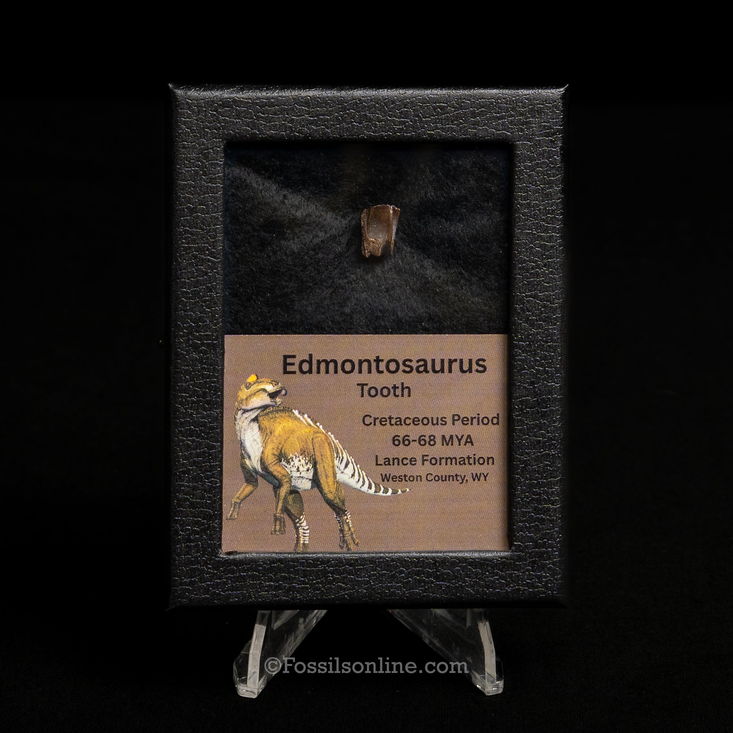 Edmontosaurus Tooth Sm Case