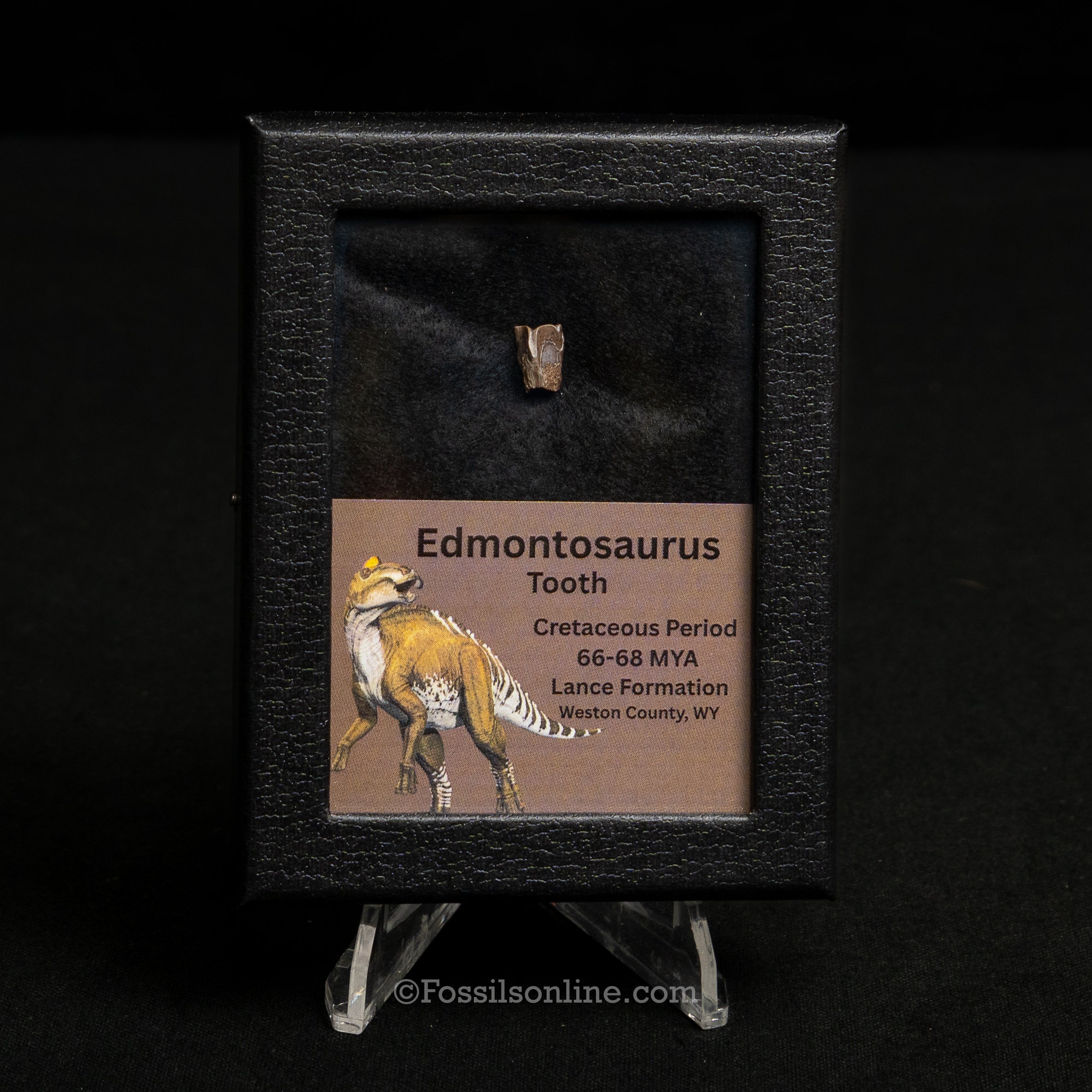 Edmontosaurus Tooth Sm Case