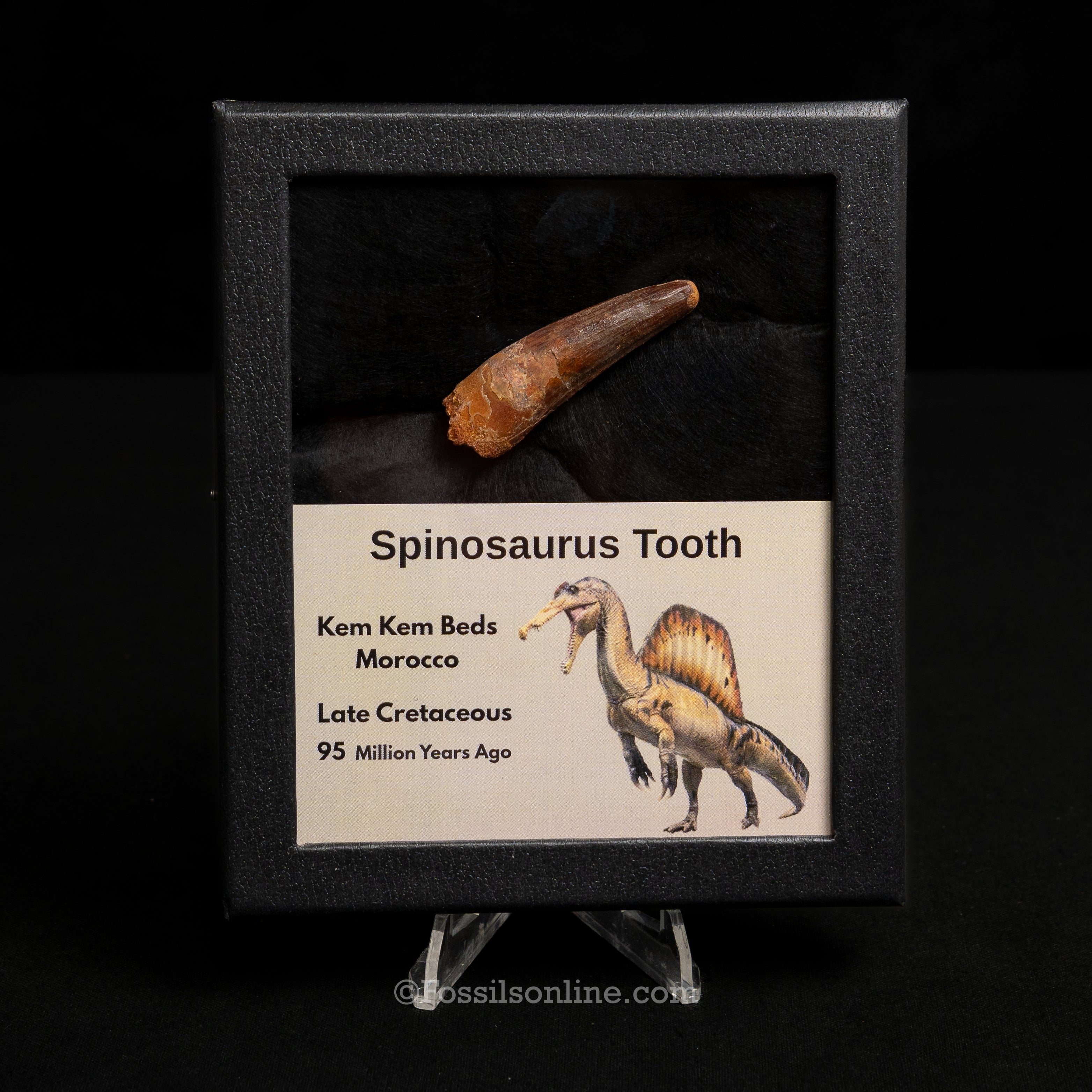Spinosaurus Dinosaur Tooth Med Case
