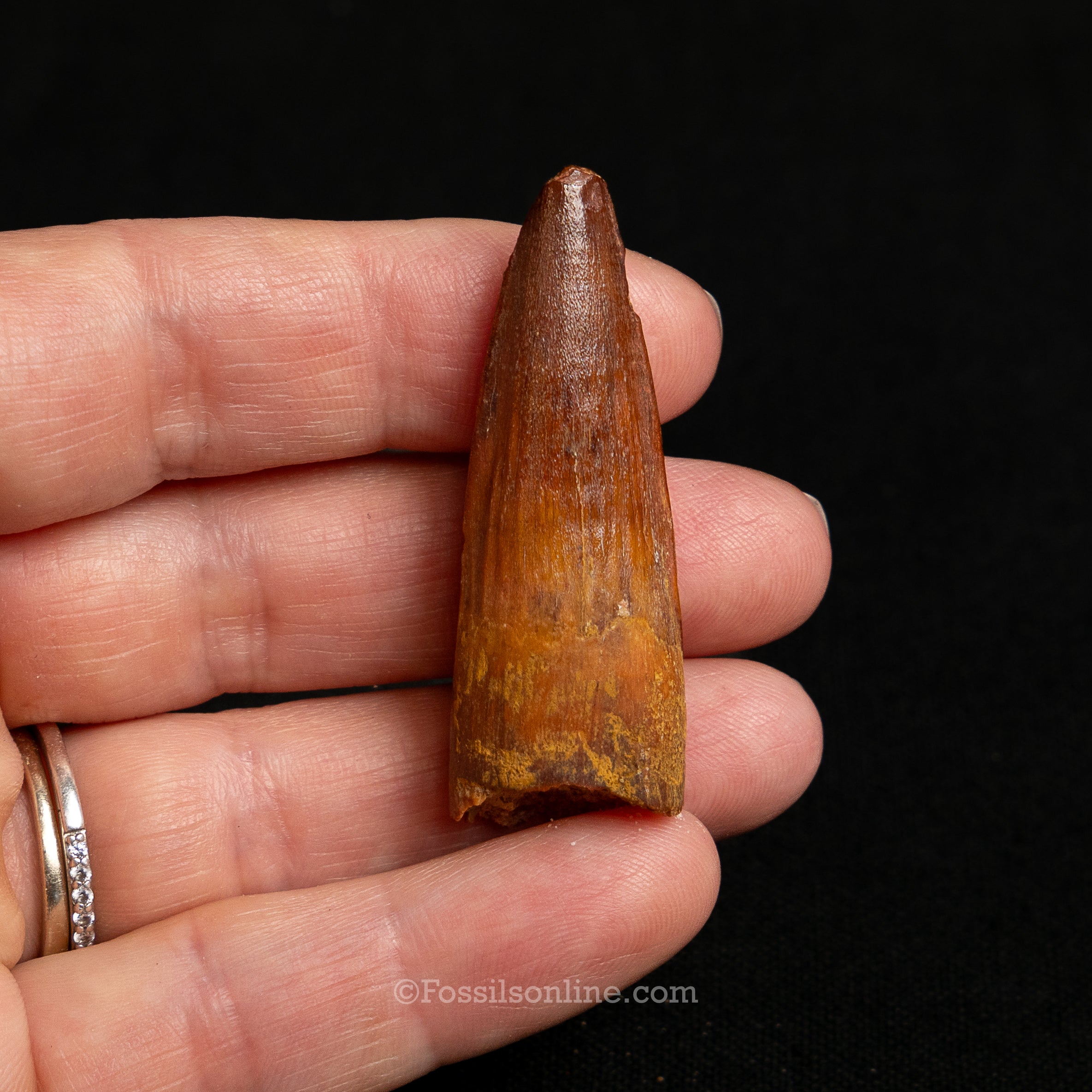 Choice Spinosaurus Dinosaur Tooth Sm Case