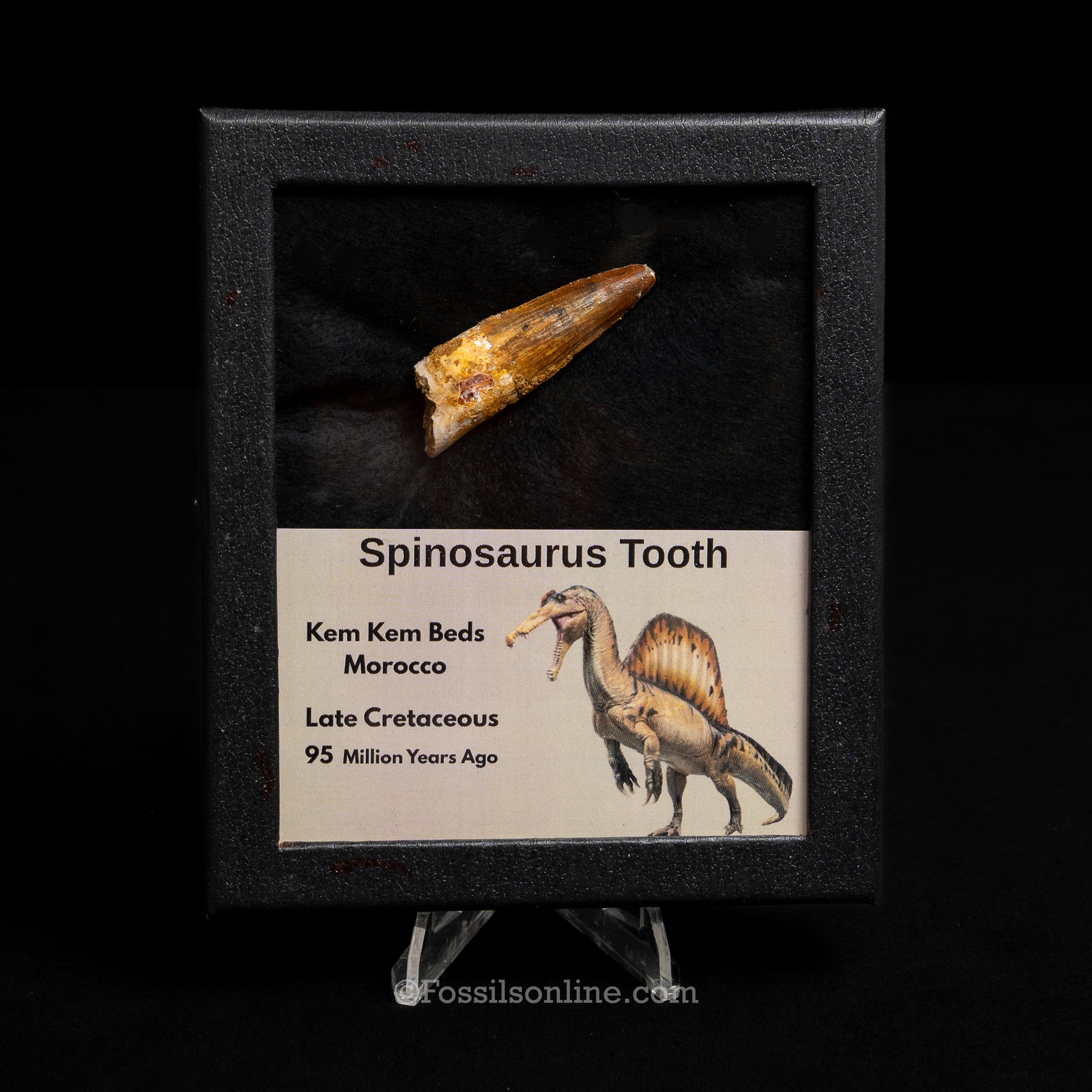 Spinosaurus Dinosaur Tooth Med Case