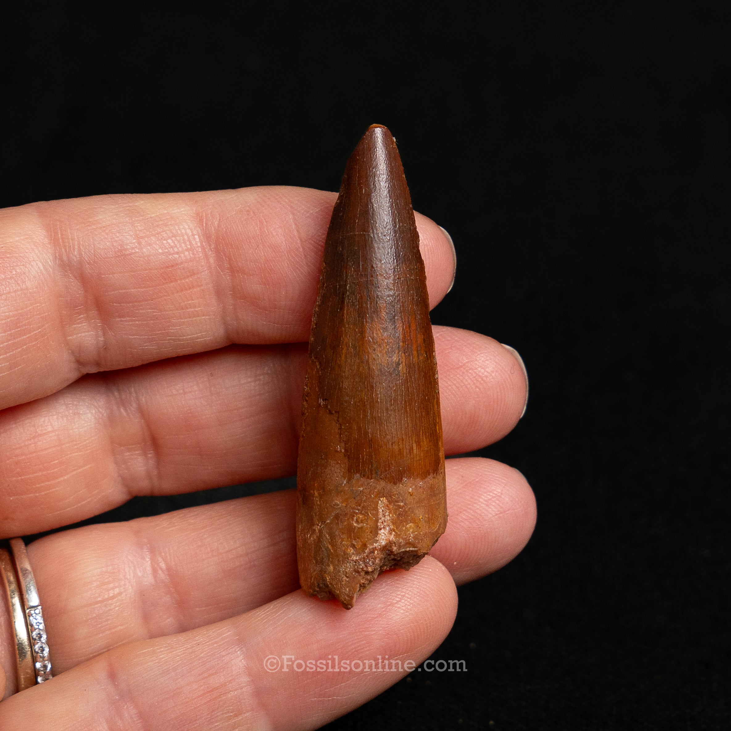 Choice Spinosaurus Dinosaur Tooth Sm Case