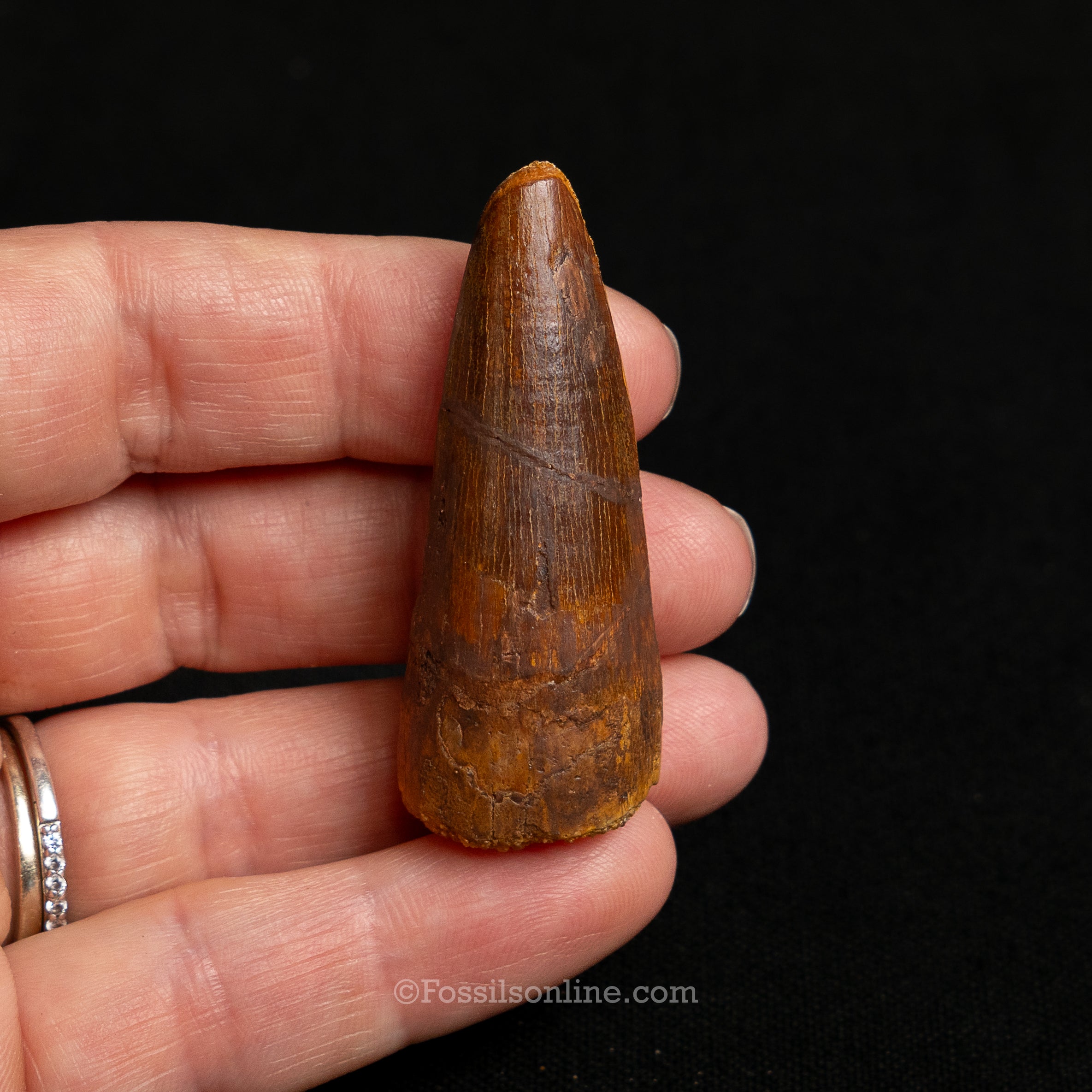 Premium Spinosaurus Dinosaur Tooth Sm Case