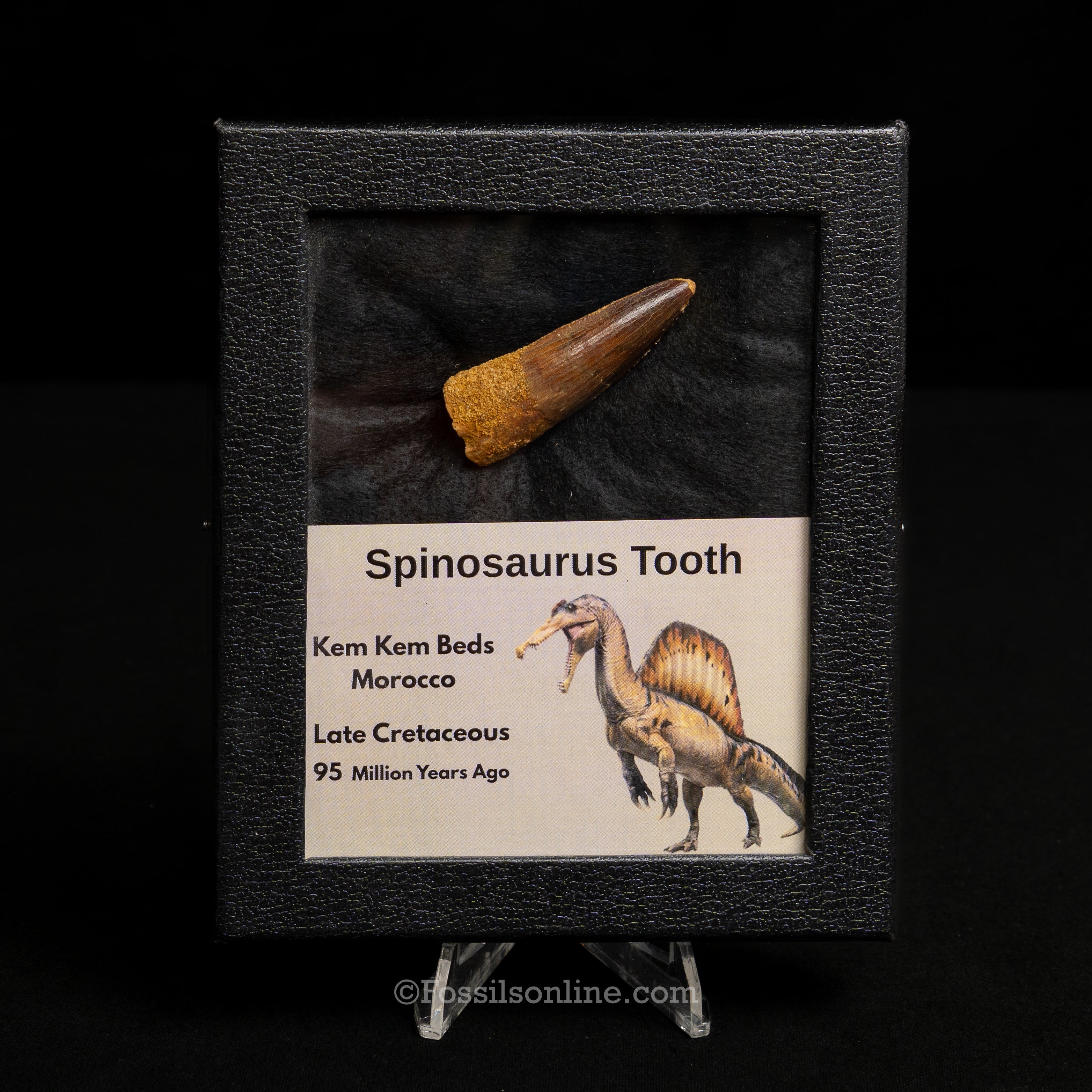 Spinosaurus Dinosaur Tooth Med Case