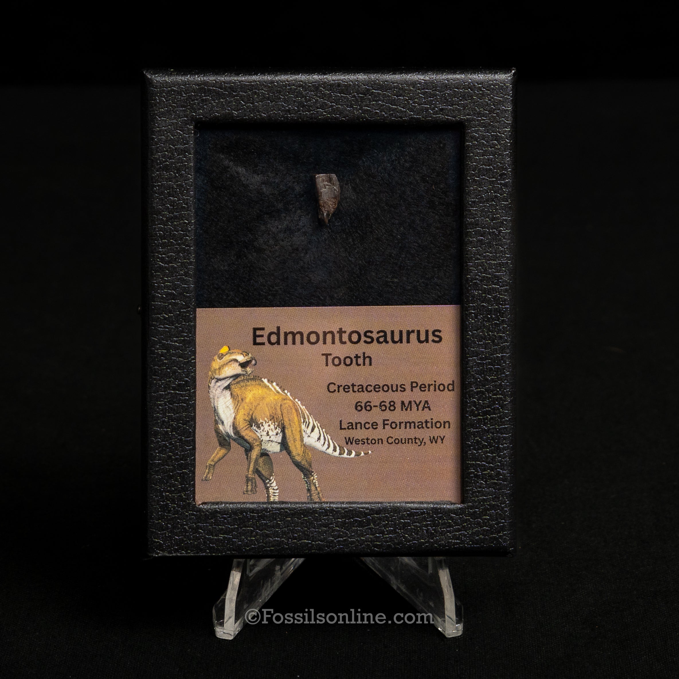 Edmontosaurus Tooth Sm Case