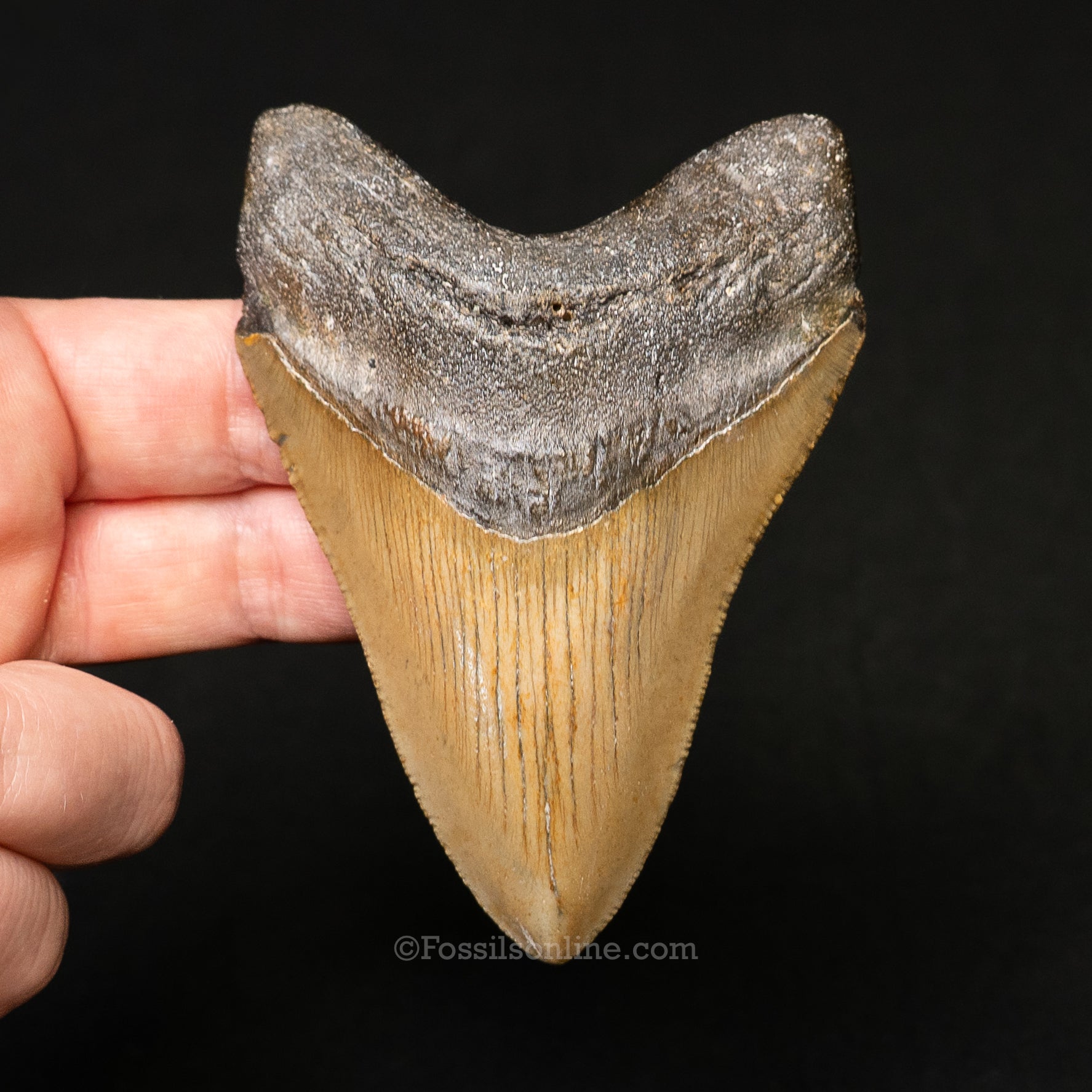 North Carolina Megalodon 3.59"