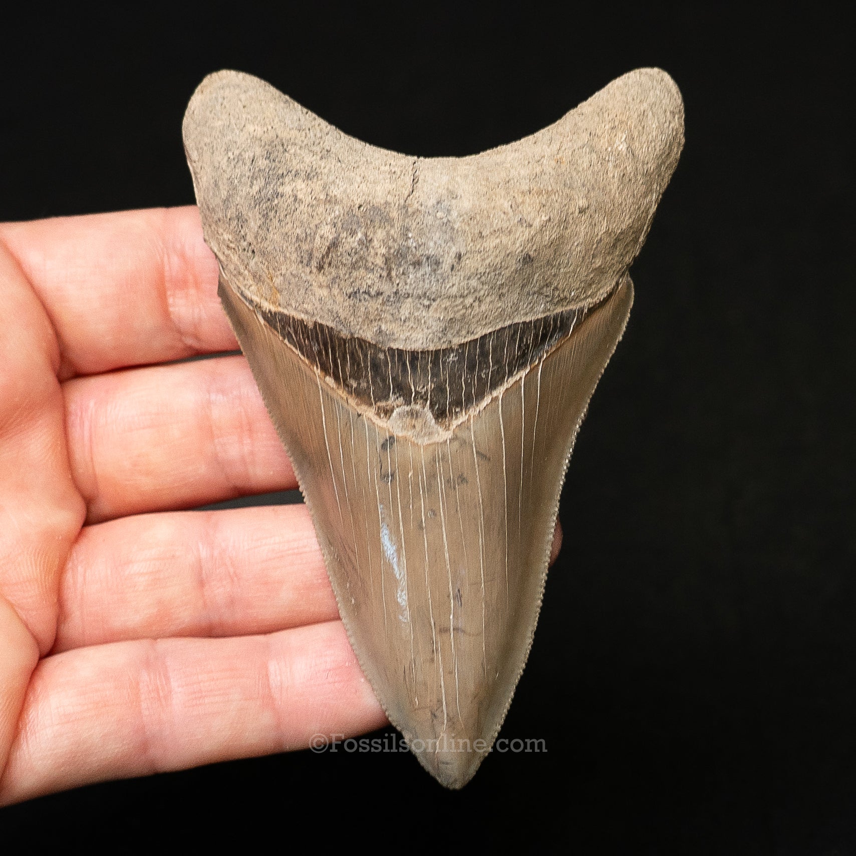 Lee Creek Megalodon 3.65"