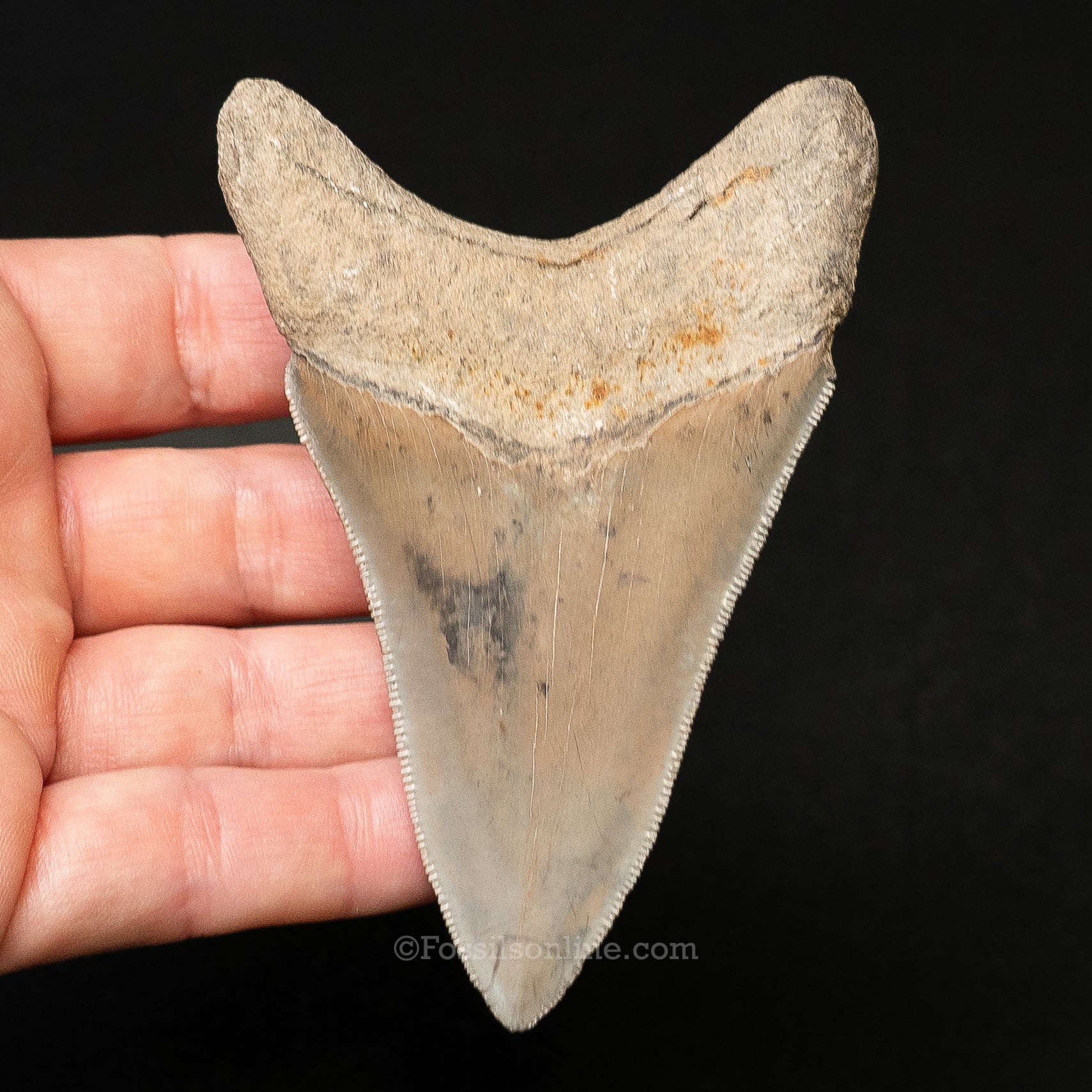 Lee Creek Megalodon 3.65"