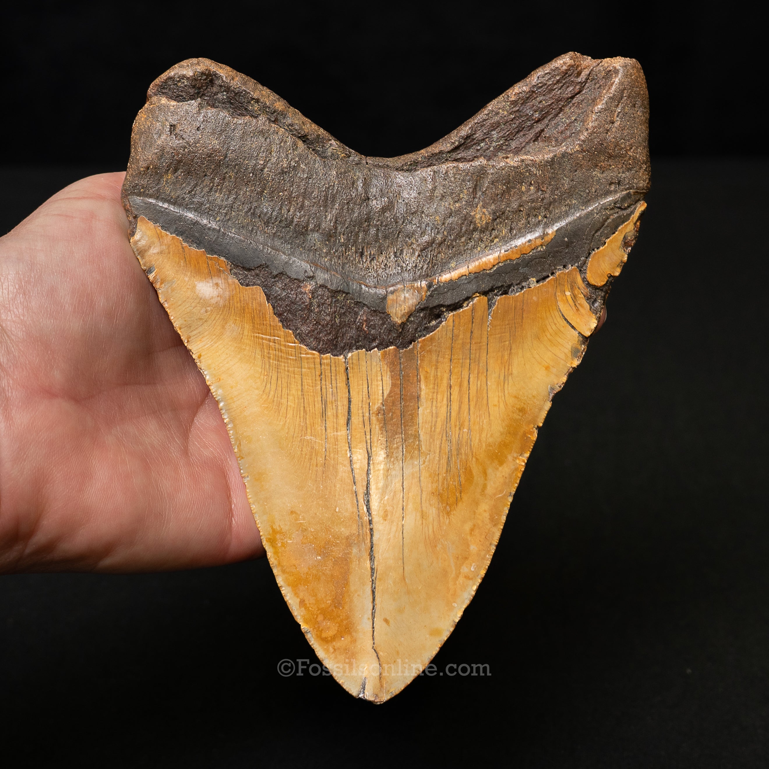 North Carolina Megalodon 6.1"
