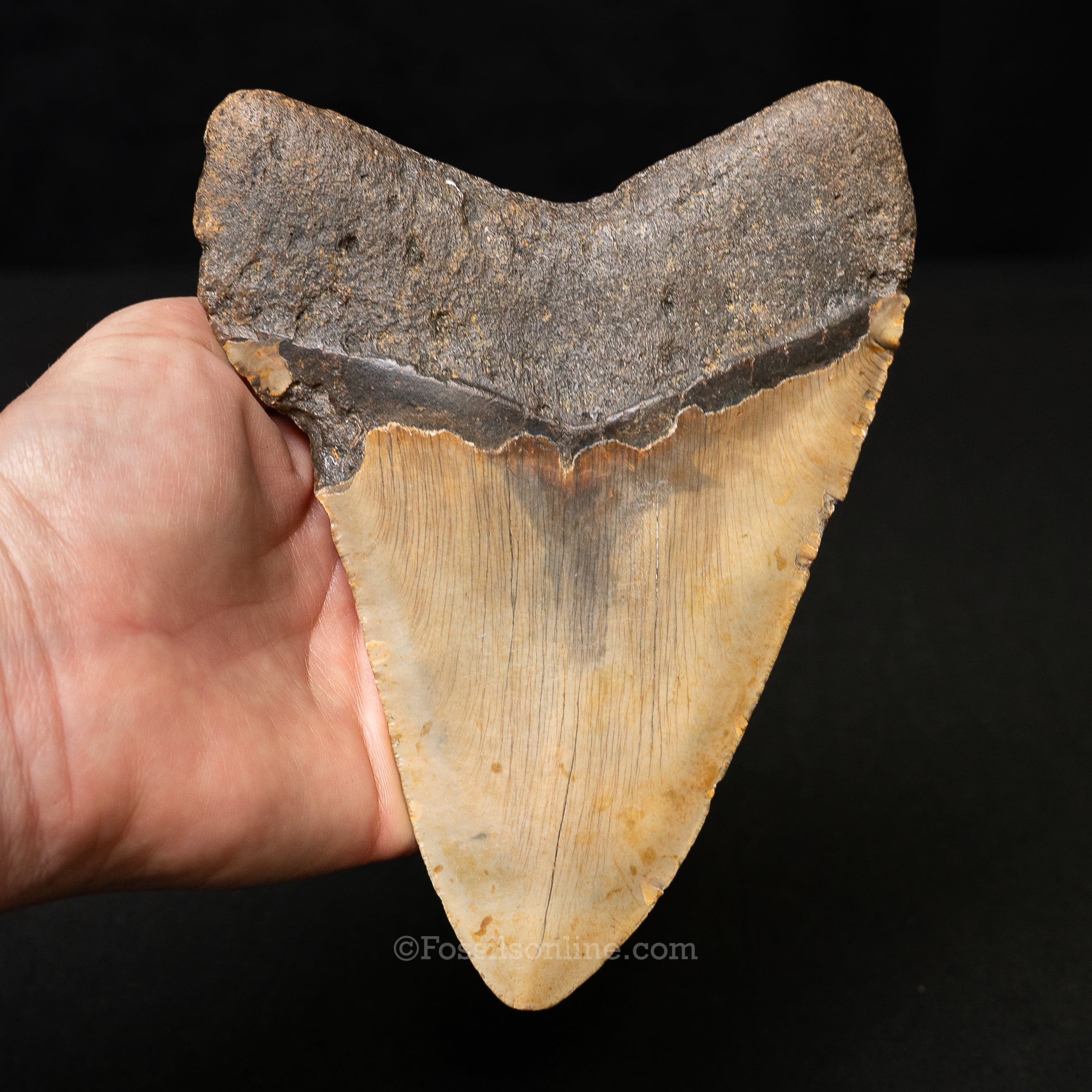 North Carolina Megalodon 6.09"