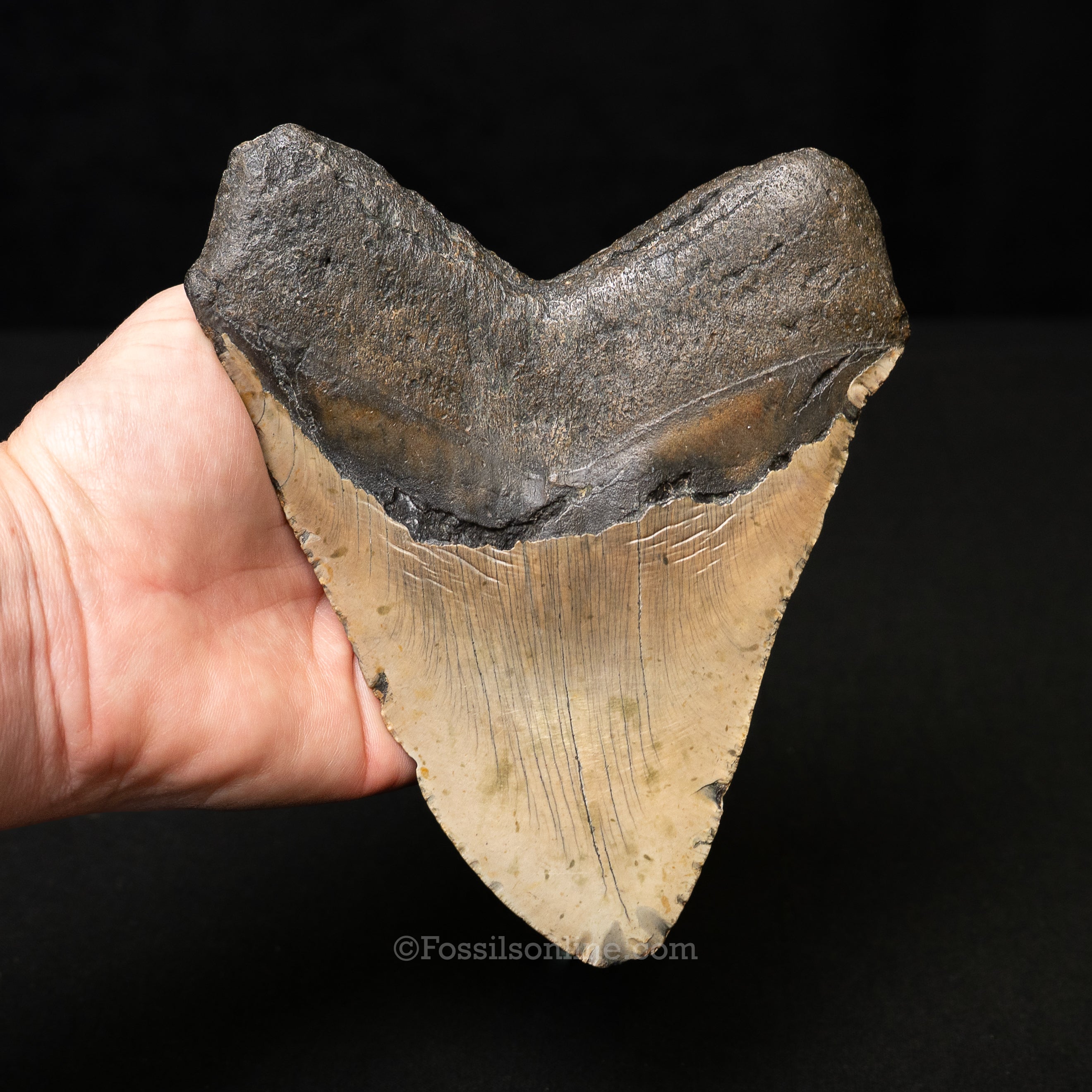 North Carolina Megalodon 6.1"