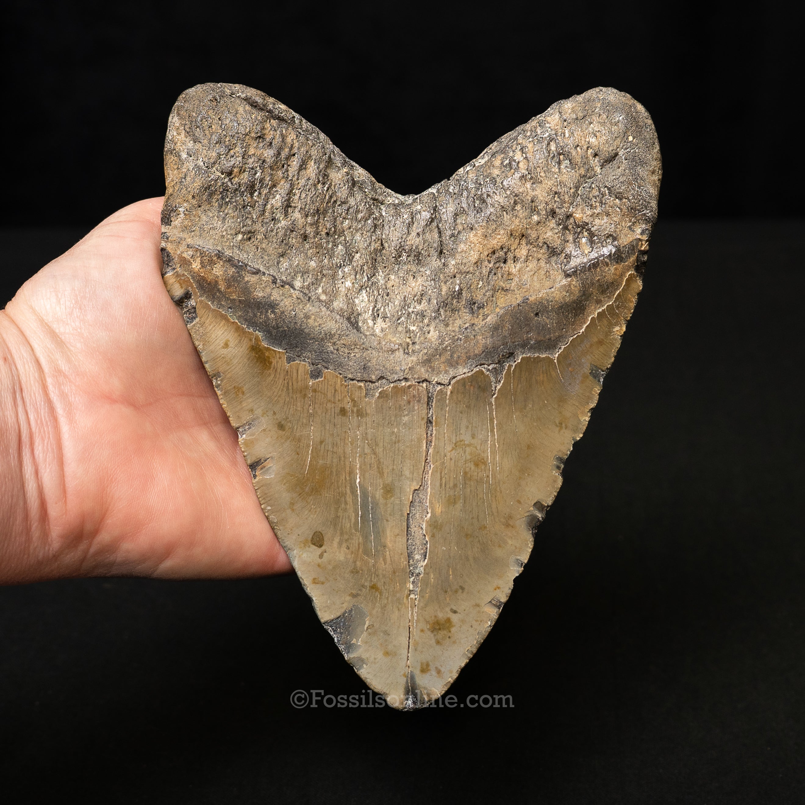 North Carolina Megalodon 6.15"