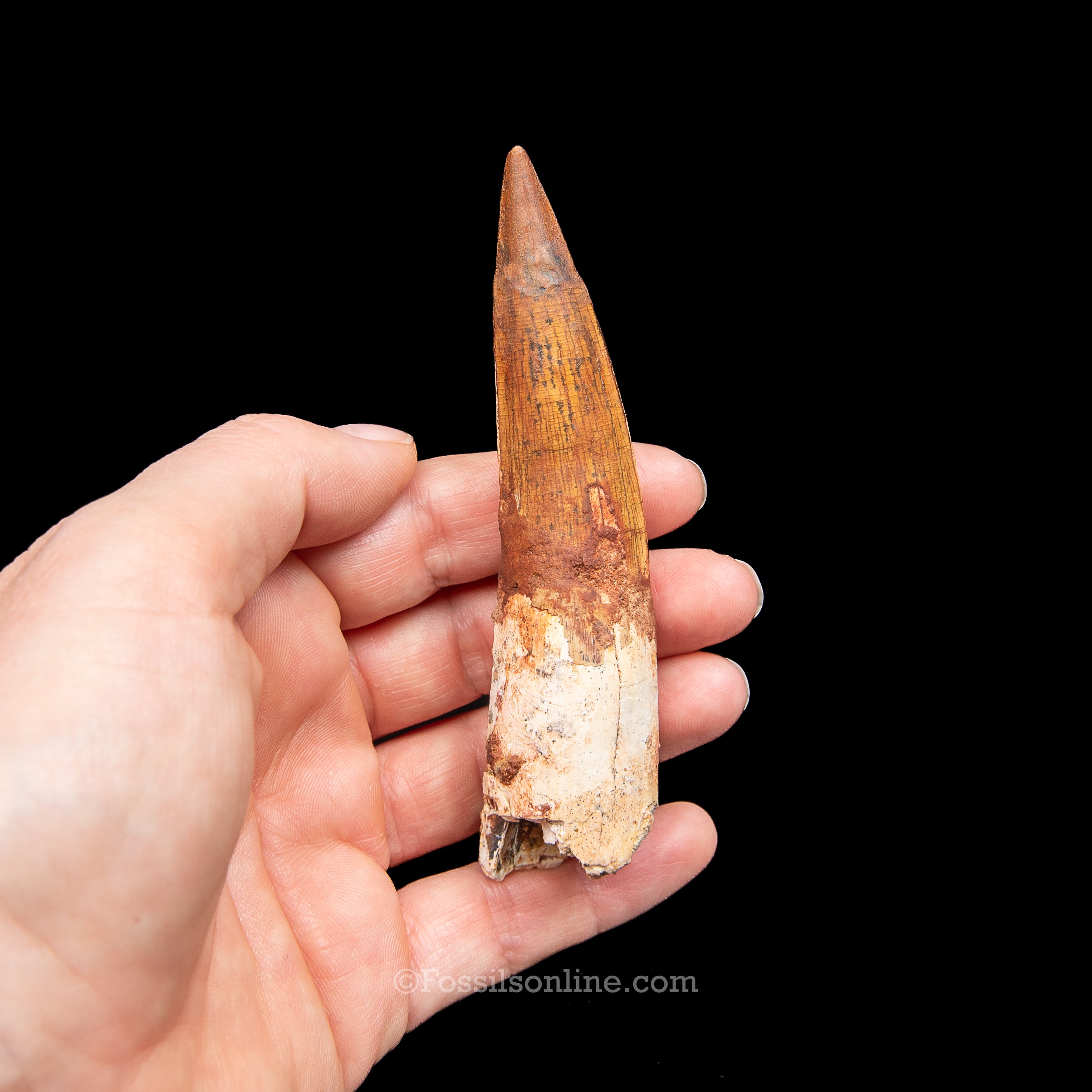 Spinosaurus Dinosaur Tooth in Lg Case