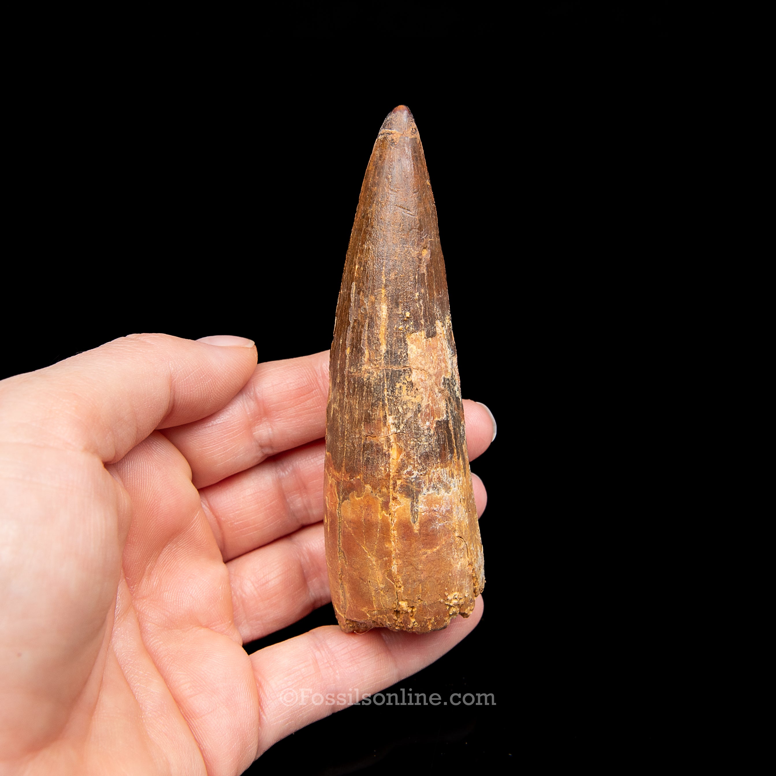 Spinosaurus Dinosaur Tooth in Lg Case