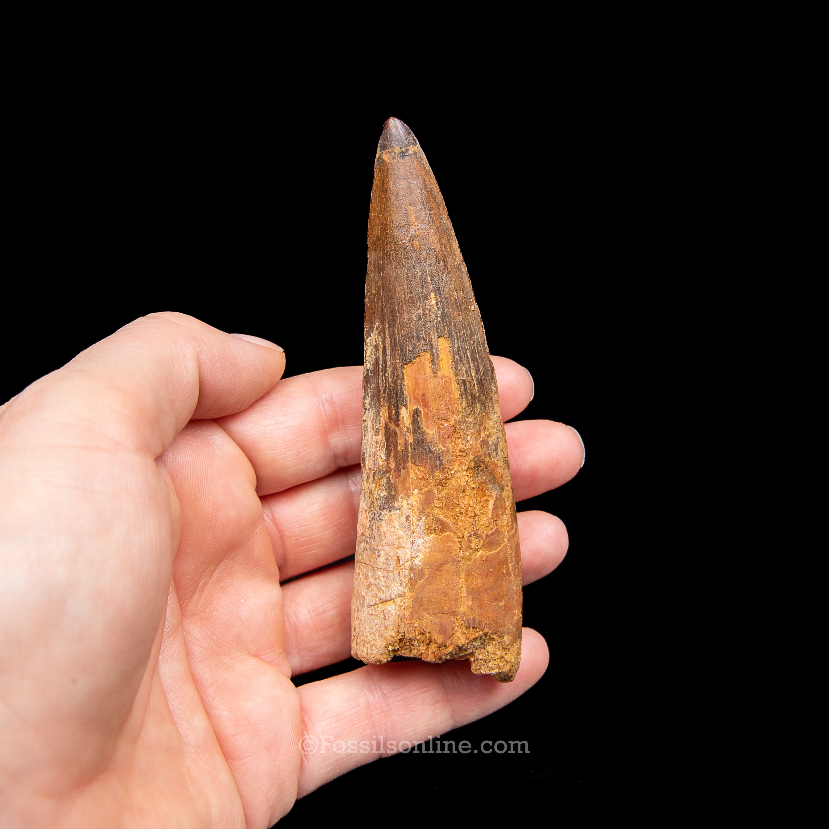 Spinosaurus Dinosaur Tooth in Lg Case