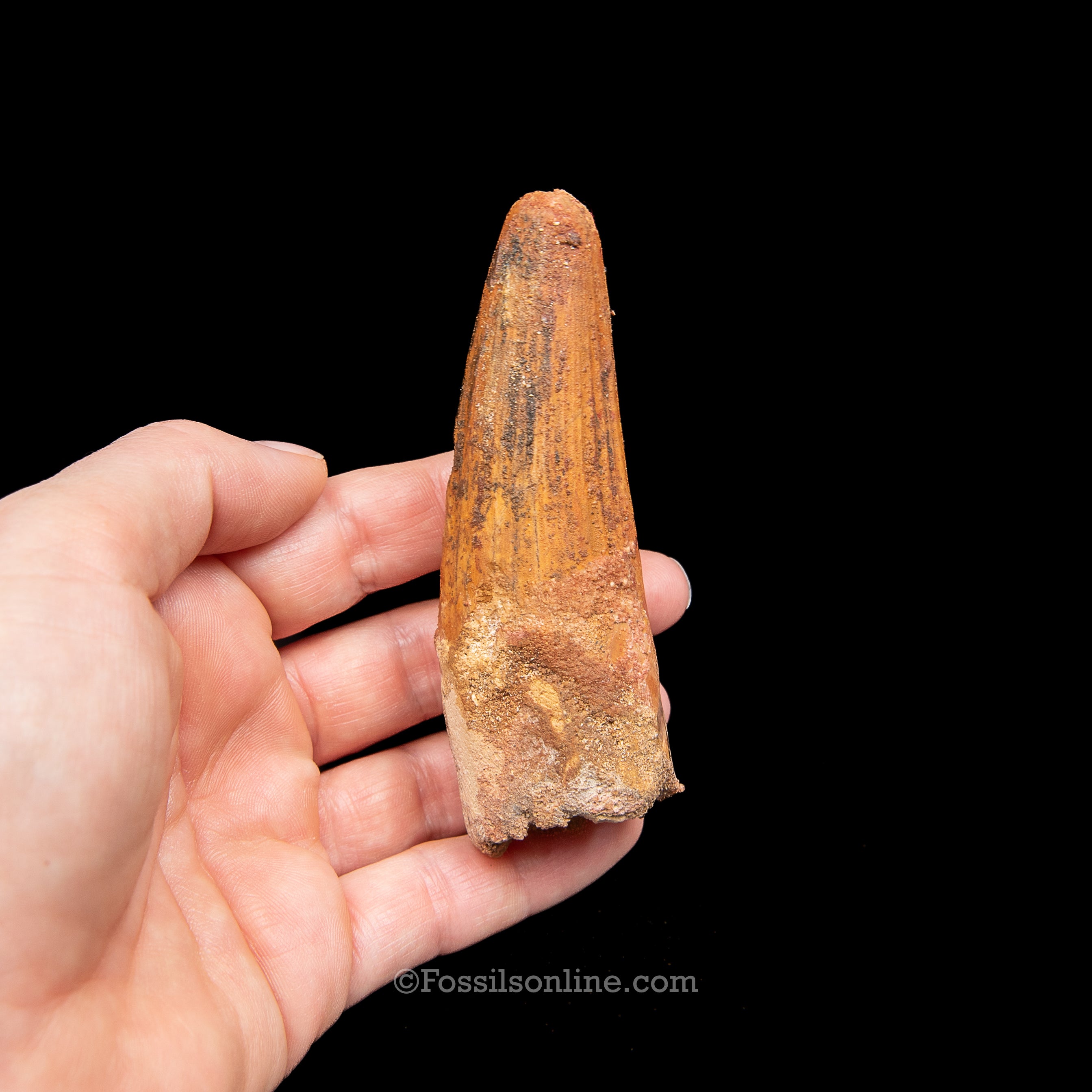 Spinosaurus Dinosaur Tooth in Lg Case