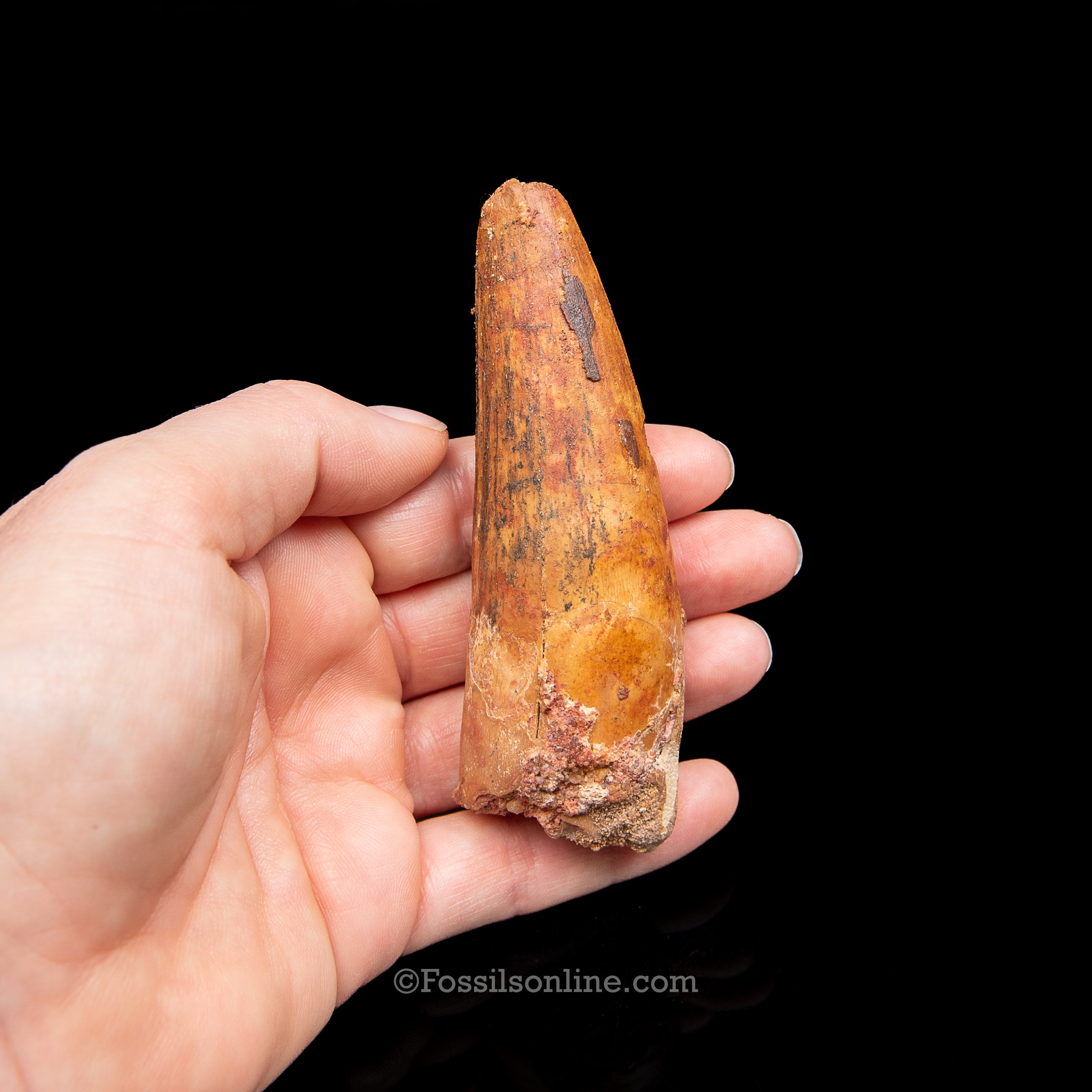 Spinosaurus Dinosaur Tooth in Lg Case