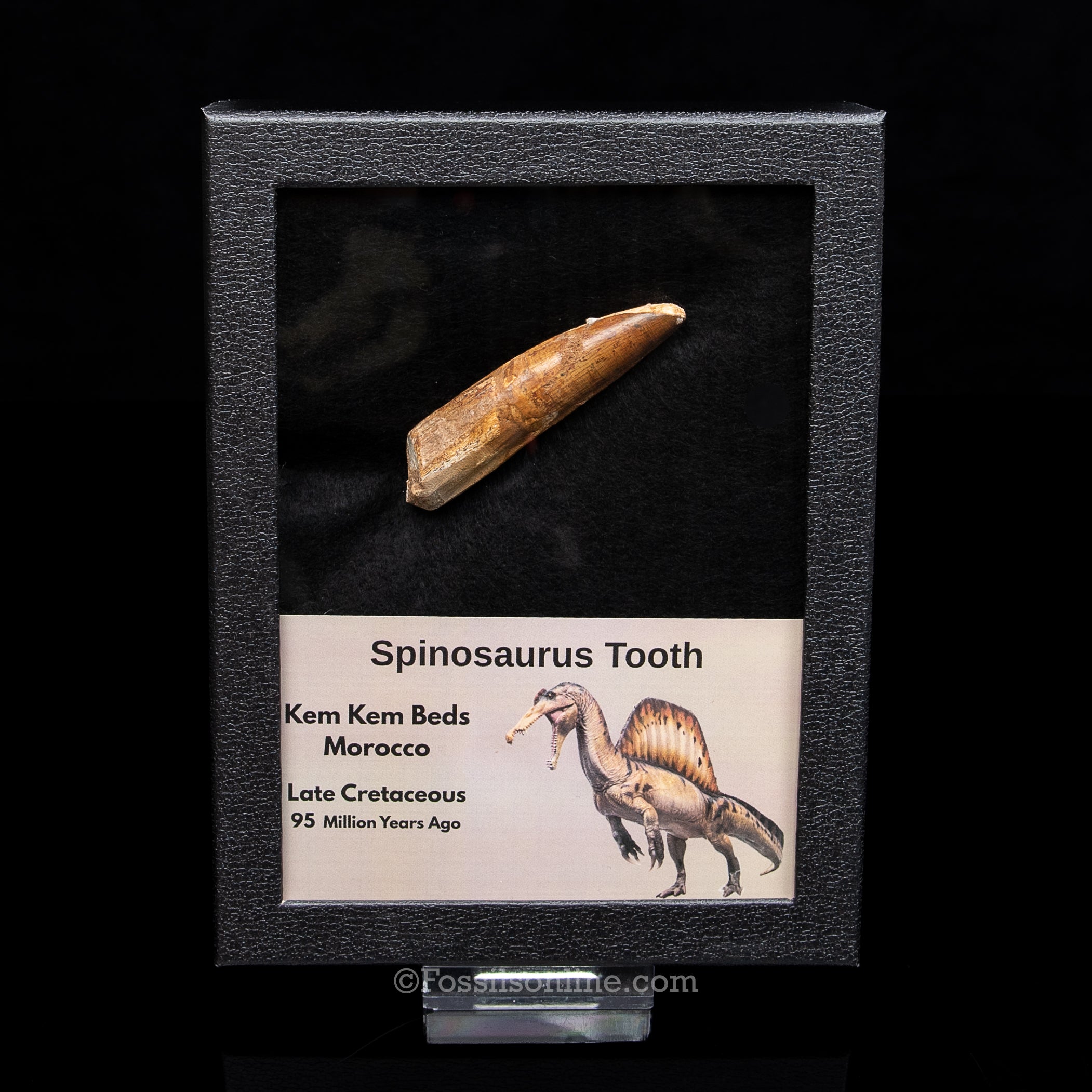 Spinosaurus Dinosaur Tooth Lg Case