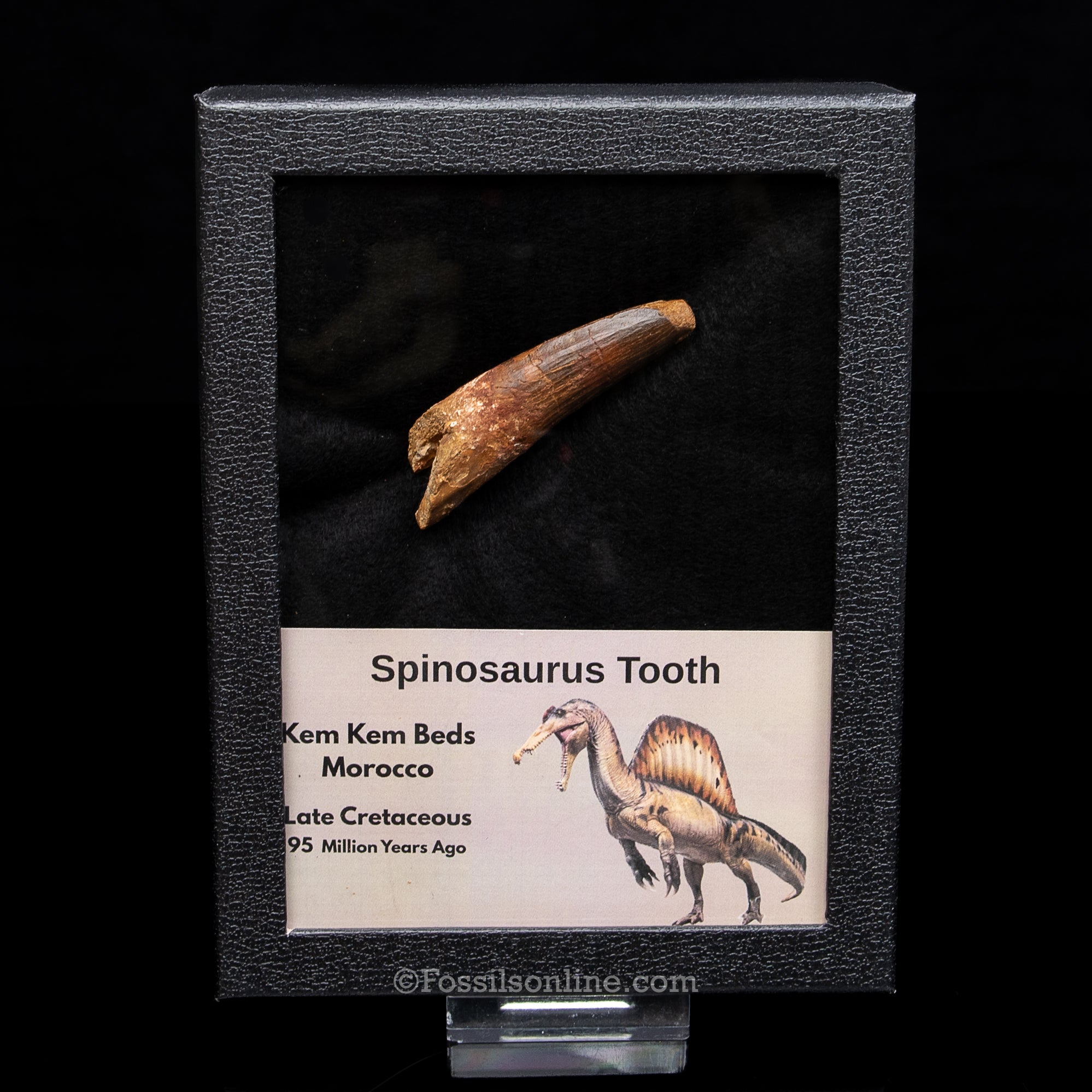 Spinosaurus Dinosaur Tooth Lg Case