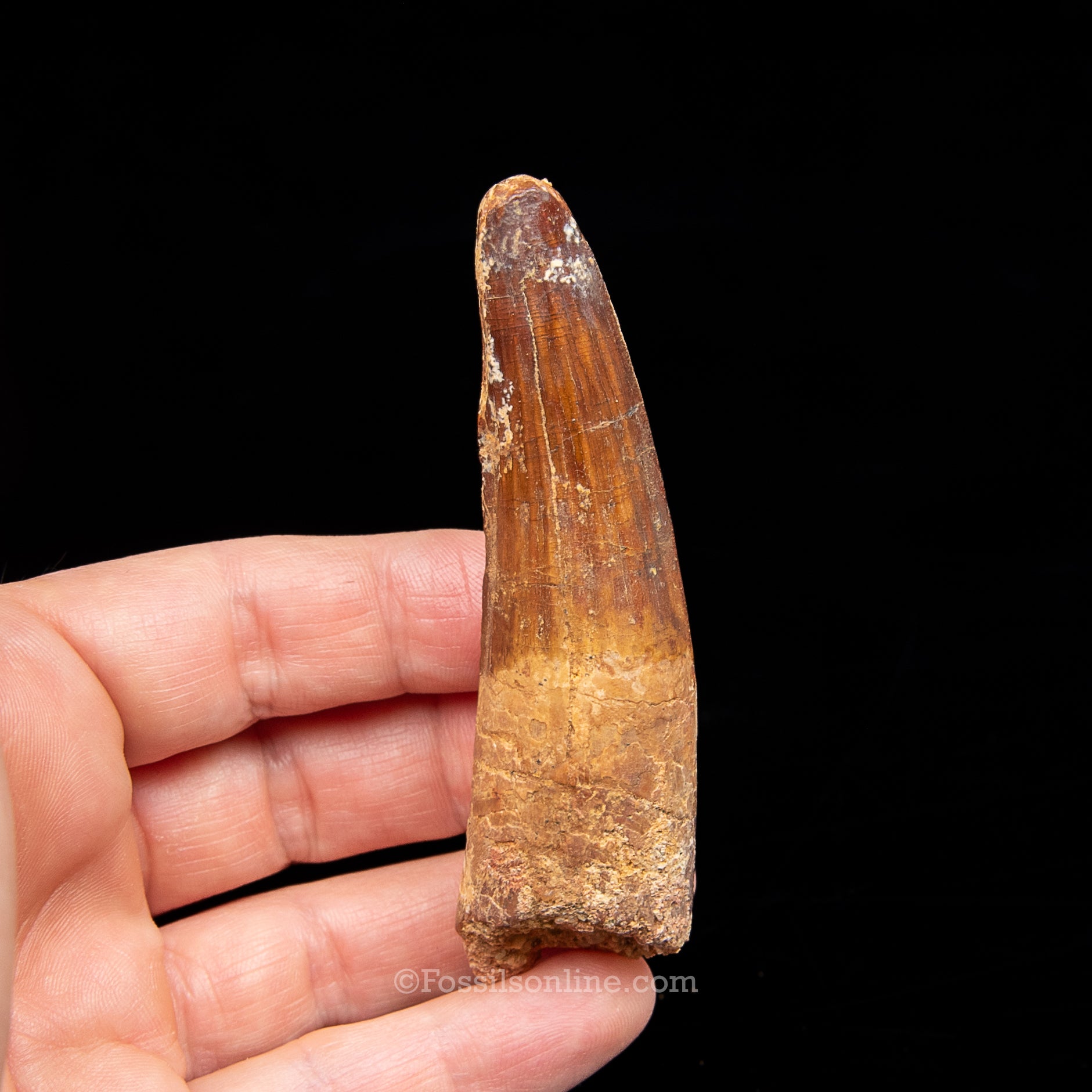 Spinosaurus Dinosaur Tooth Lg Case