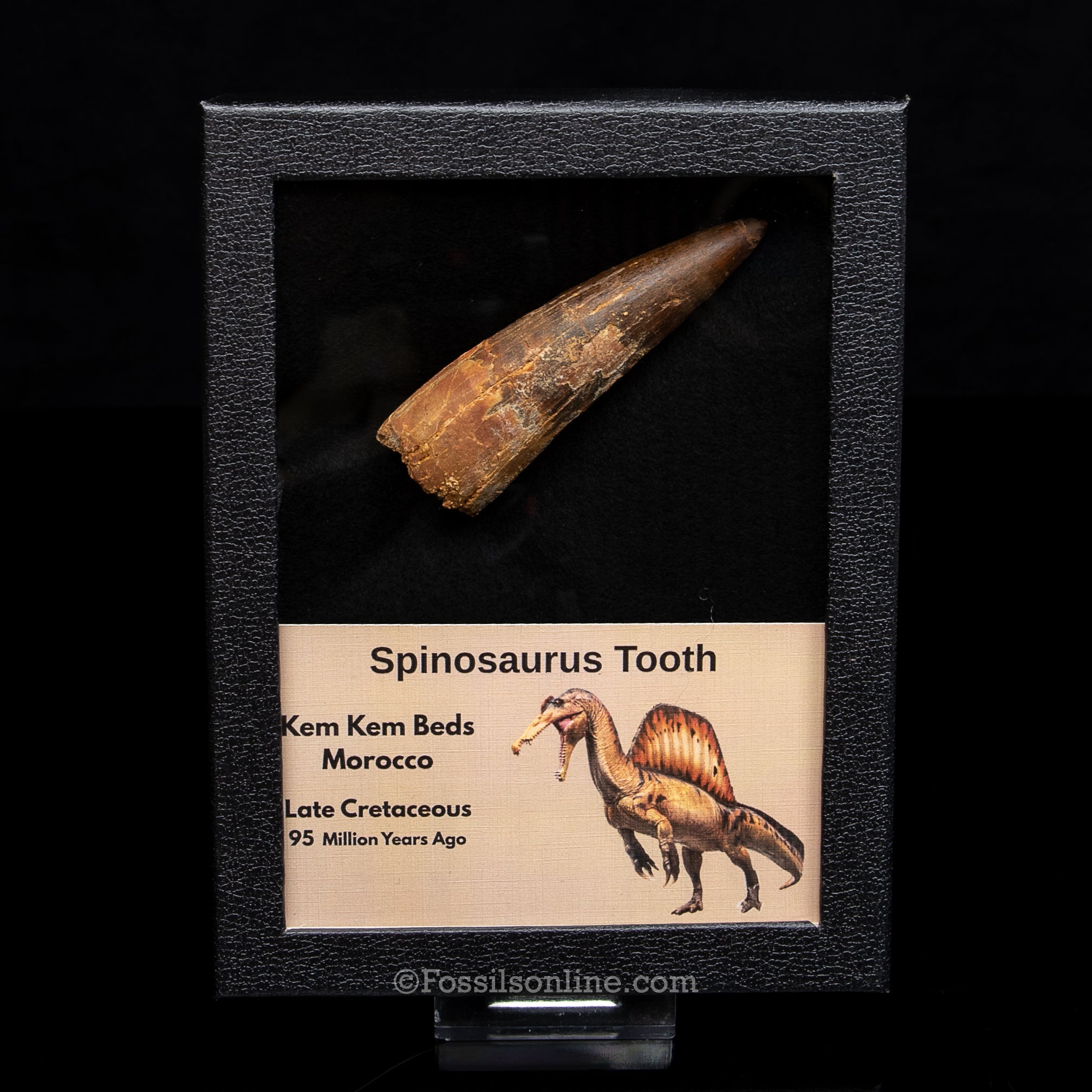 Spinosaurus Dinosaur Tooth in Lg Case