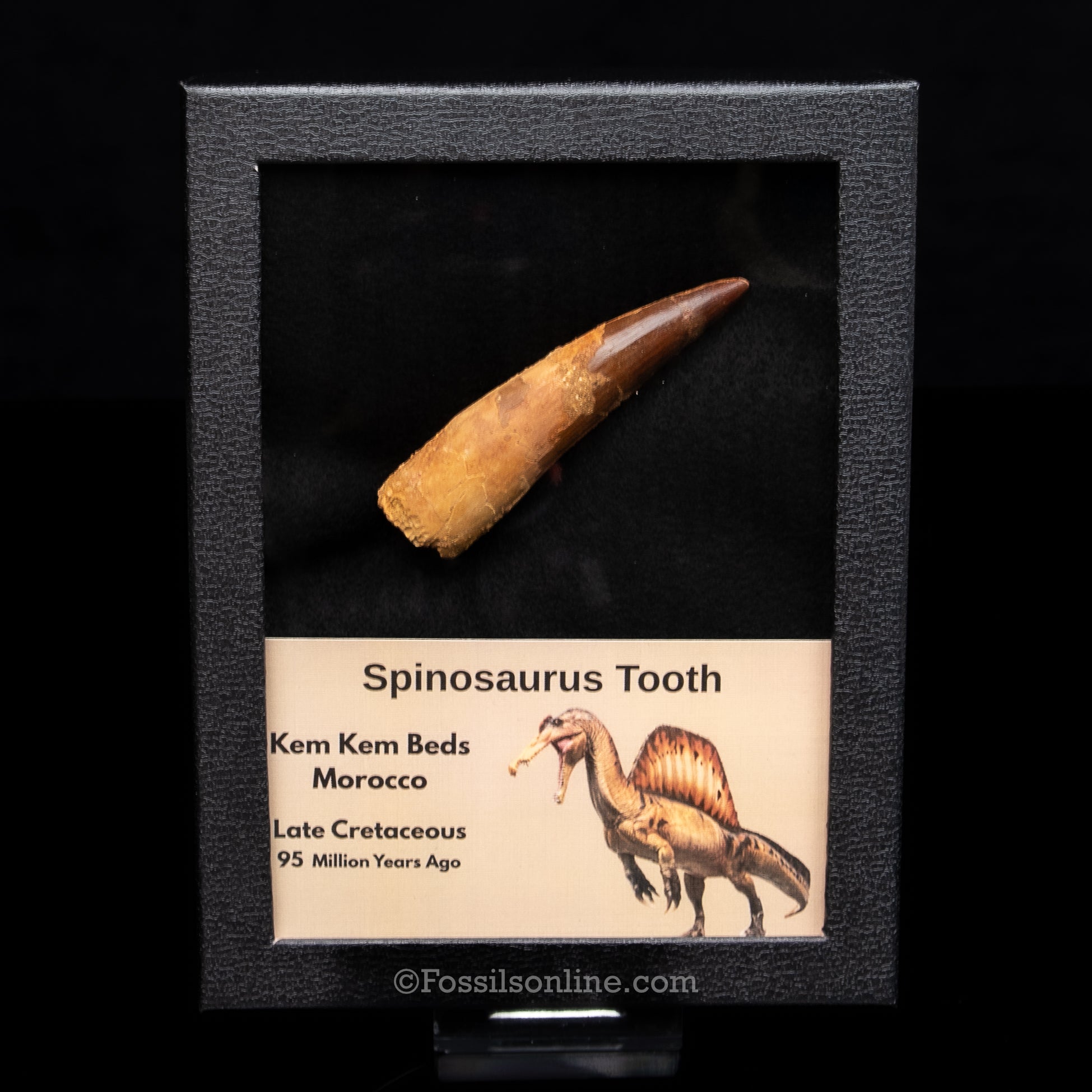 Spinosaurus Dinosaur Tooth in Lg Case