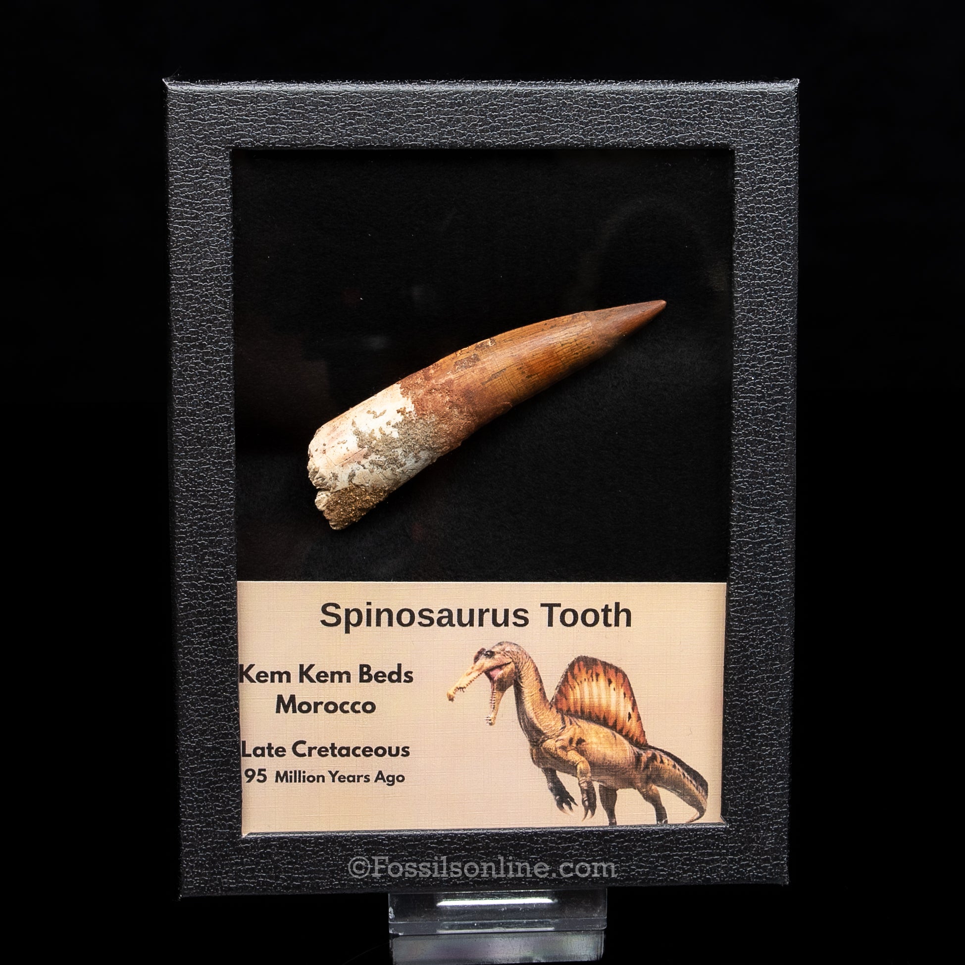 Spinosaurus Dinosaur Tooth in Lg Case