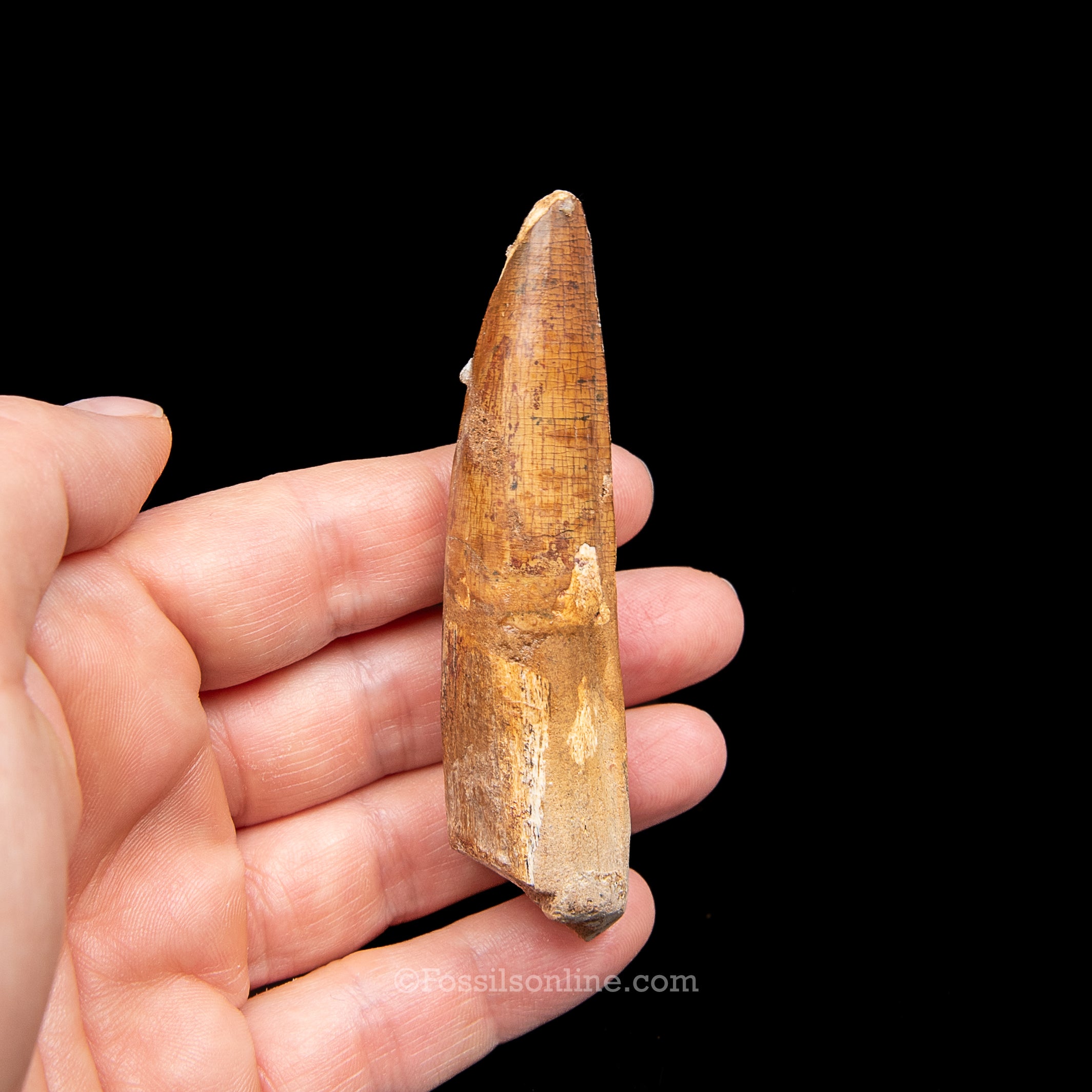 Spinosaurus Dinosaur Tooth Lg Case