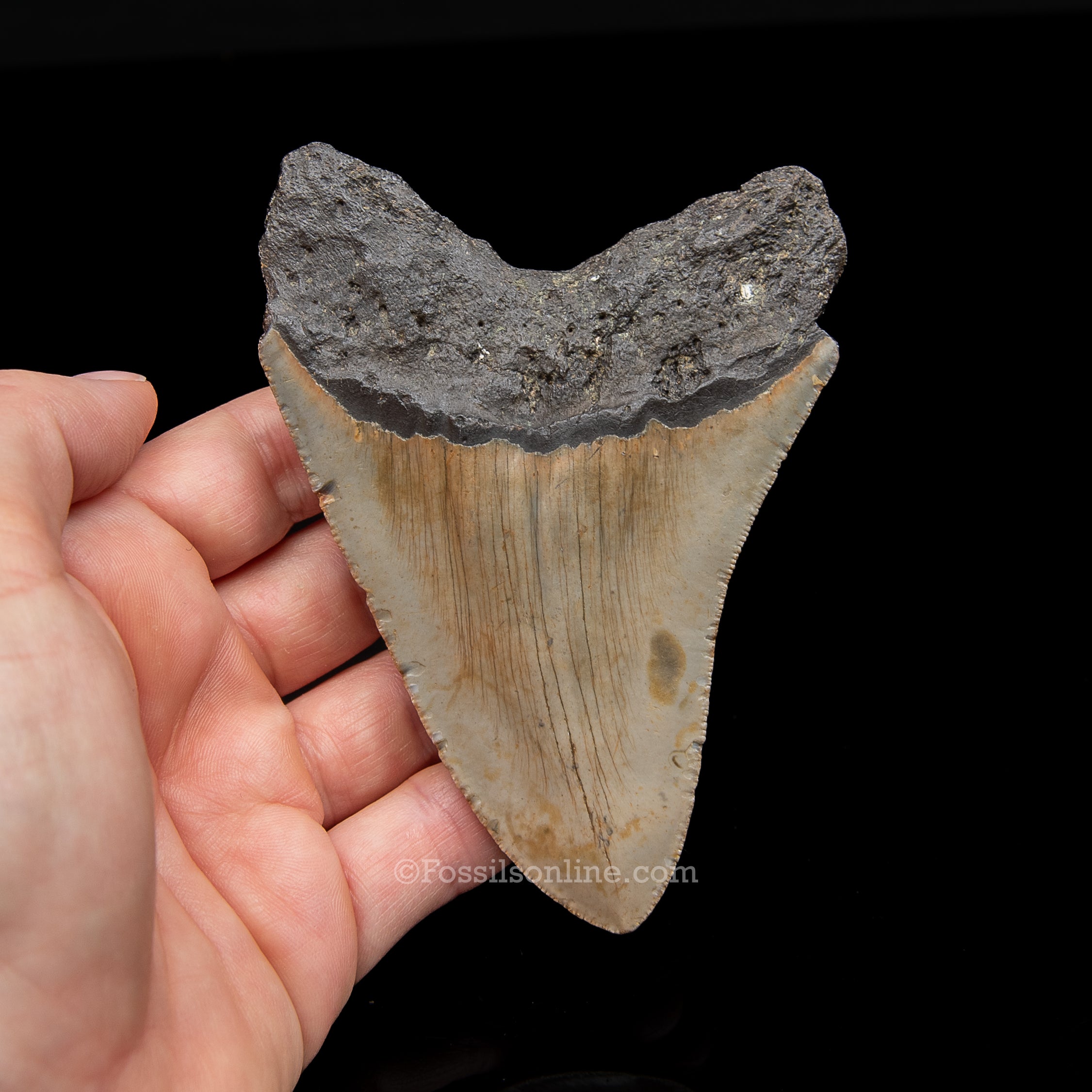 Genuine Prehistoric Fossil Tooth — Meg 4.33", North Carolina
